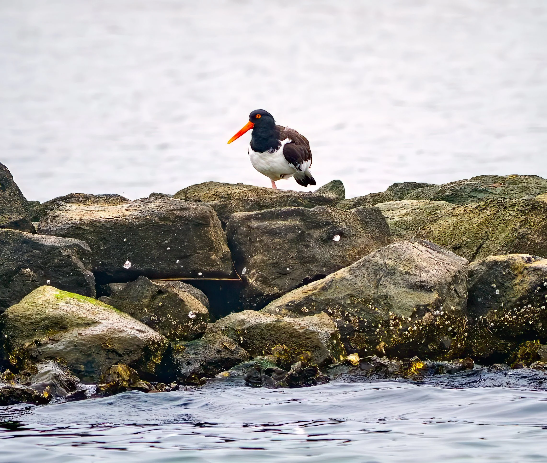 American Oystercatcher - Aransas Bay, near Rockport, Texas