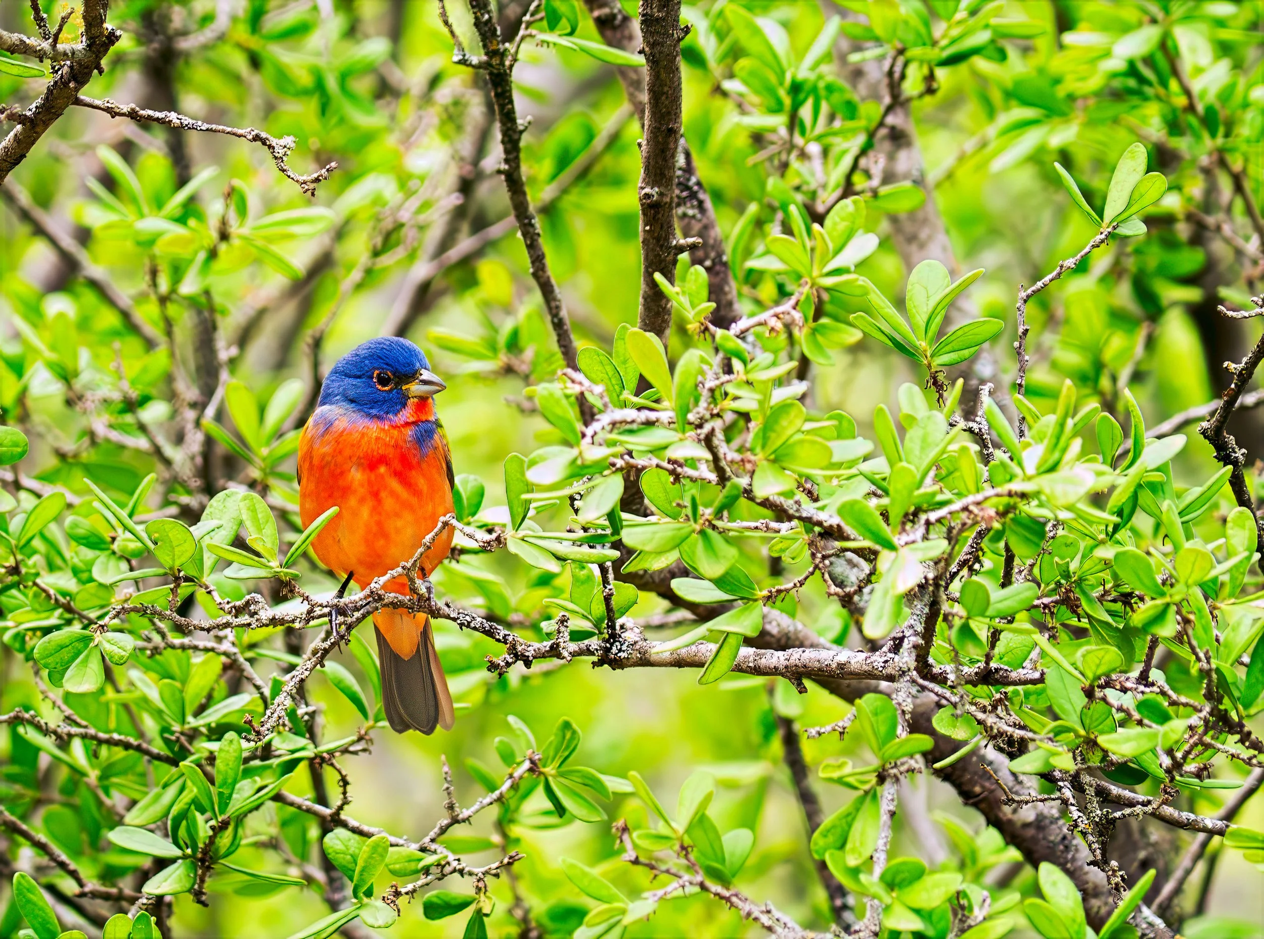 Painted Bunting - Guadalupe River State Park, near Spring Branch, Texas