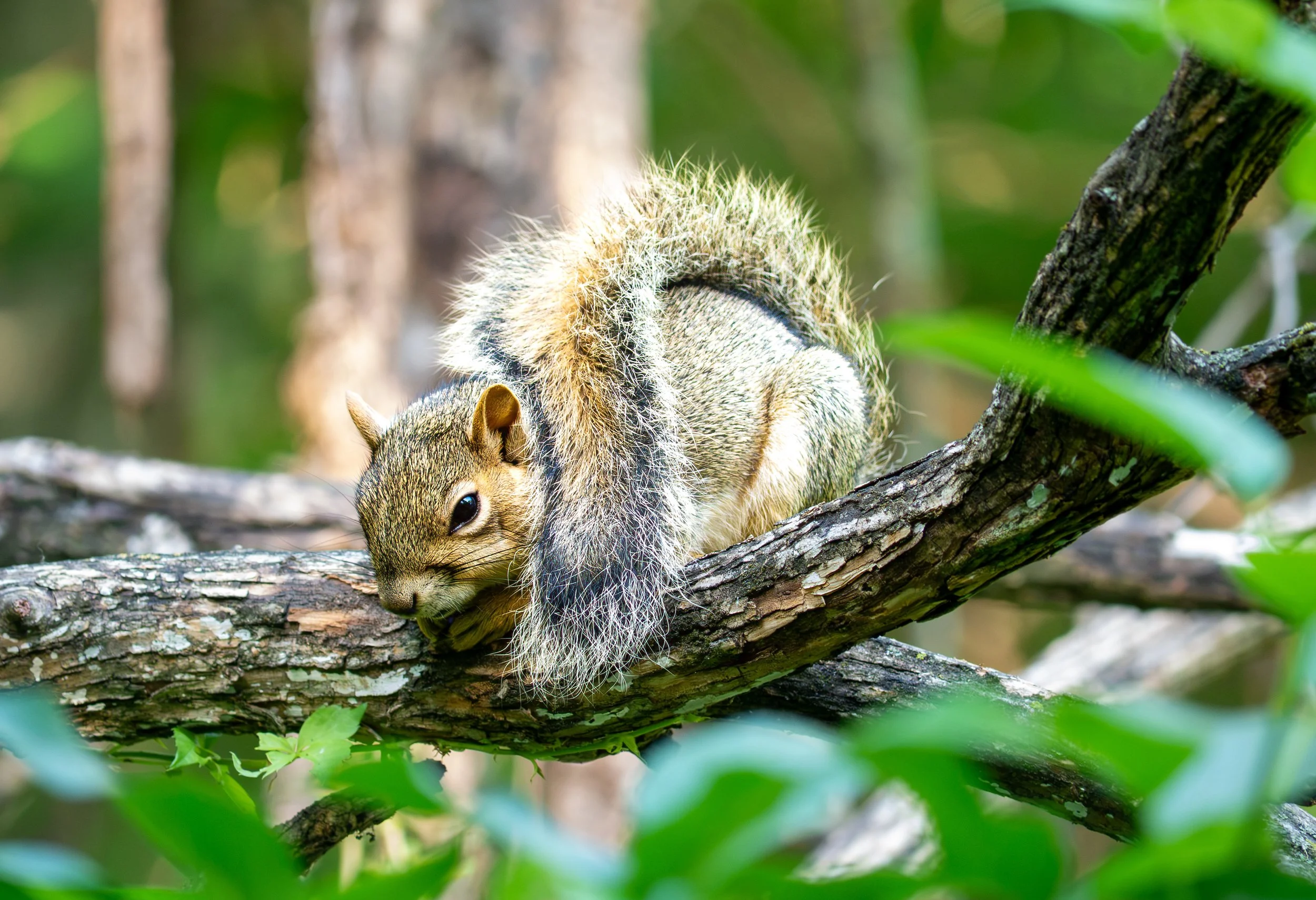 Eastern Fox Squirrel - Mills Pond, in Austin, Texas