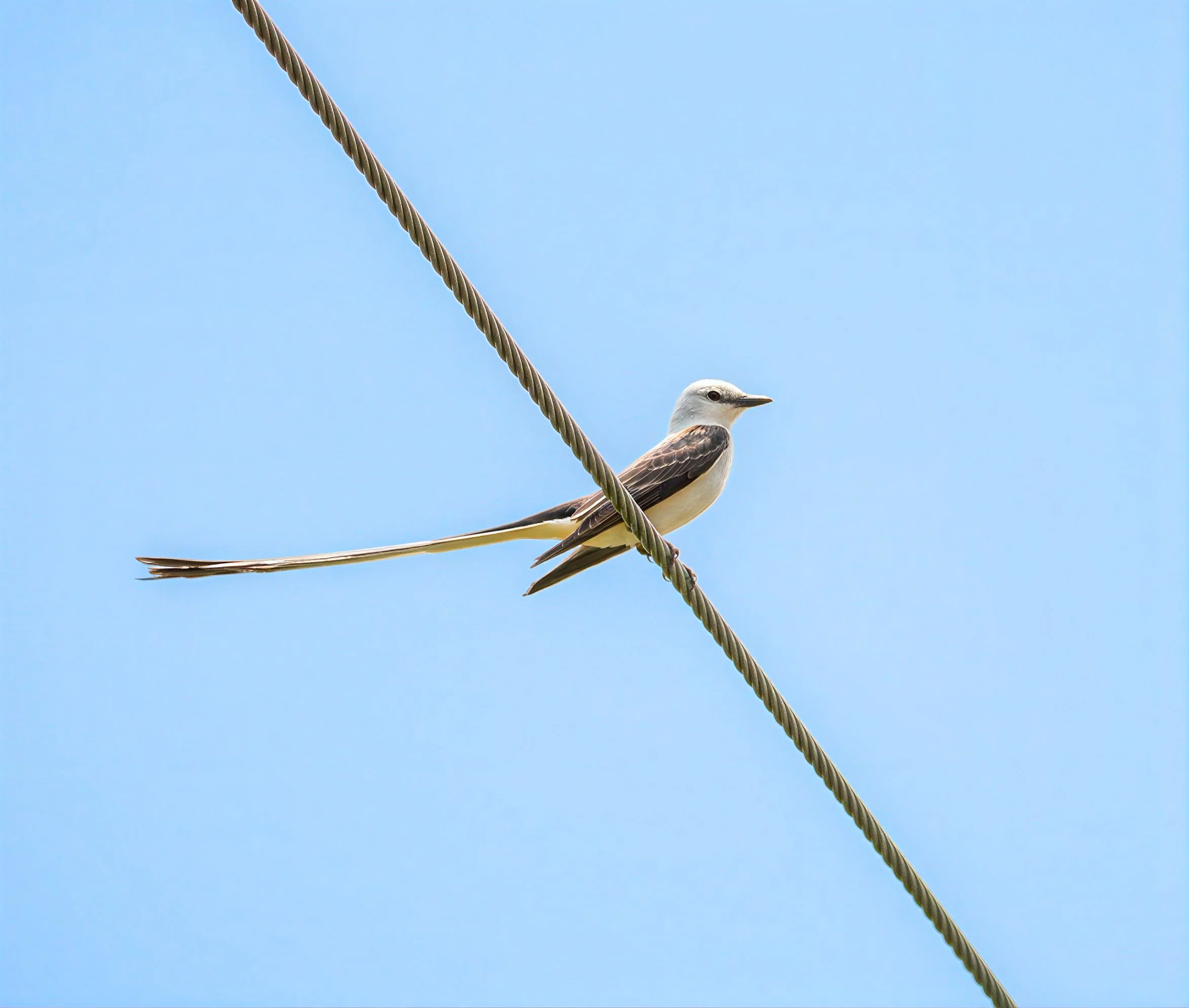 Scissor-tailed Flycatcher - Austin, Texas 