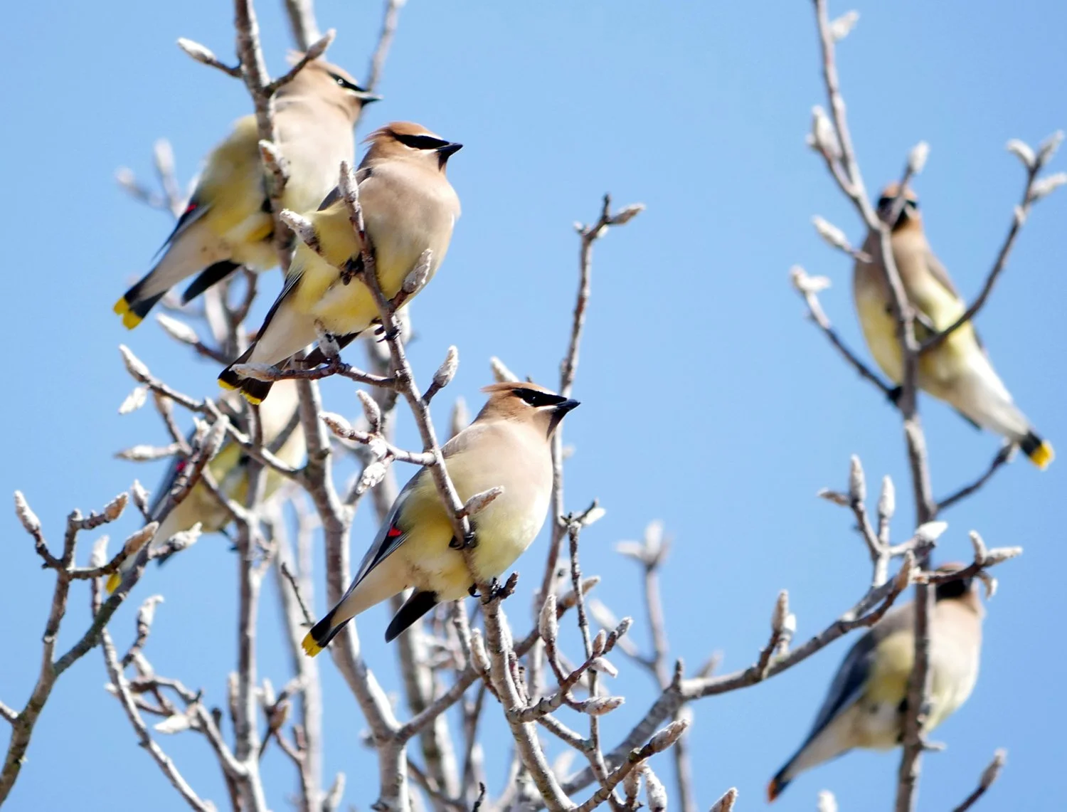 Cedar Waxwings - Pflugerville, Texas