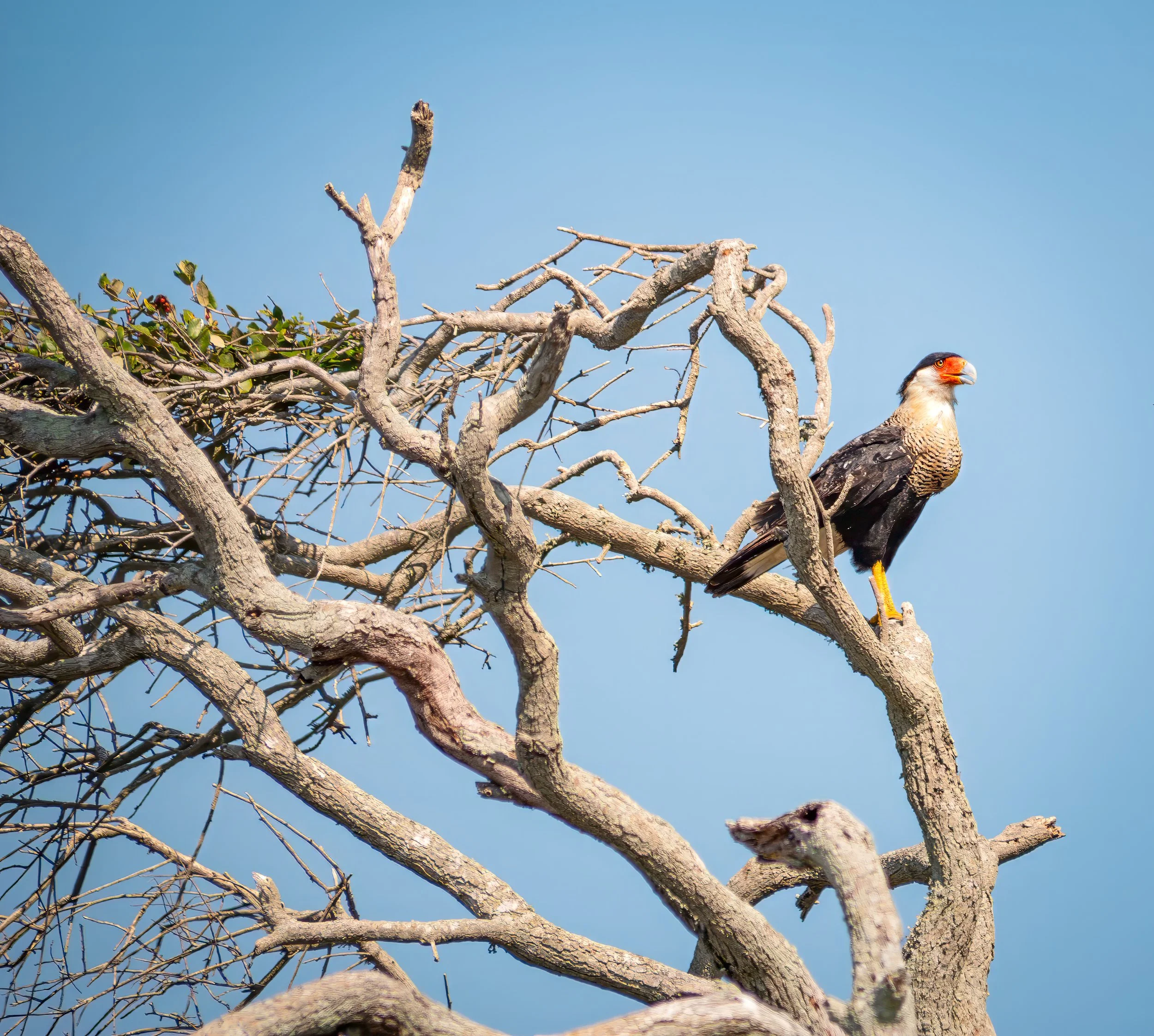 Crested Caracara - Rockport, Texas