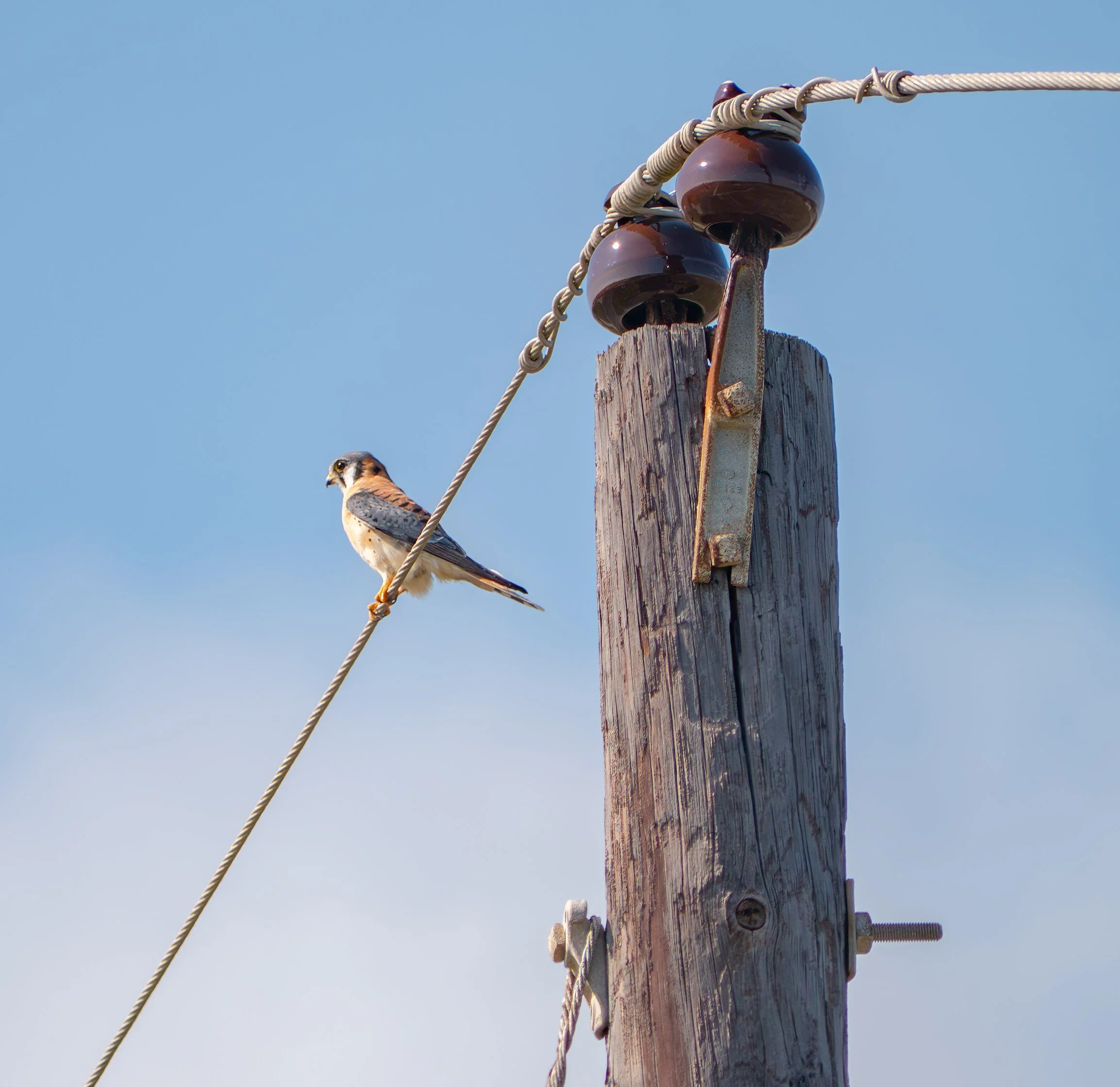 American Kestral - Rockport, Texas