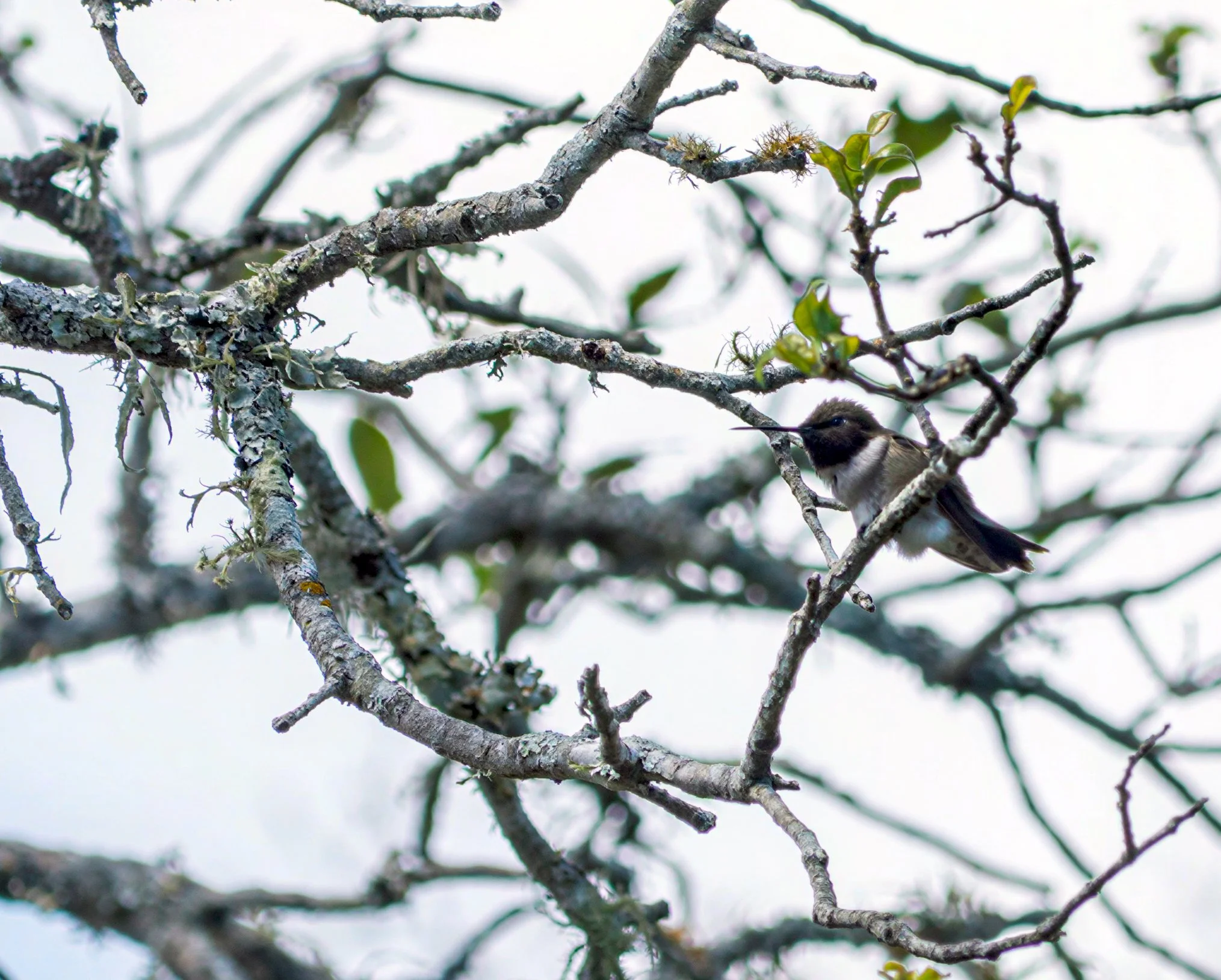 Black-chinned Hummingbird - Guadalupe River State Park, near Spring Branch, Texas