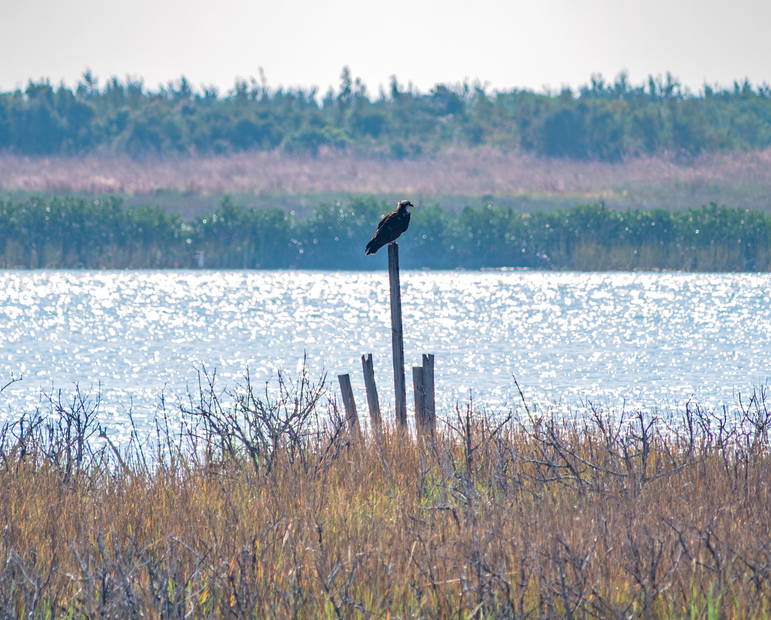 Osprey on piling - Aransas Bay, near Aransas Pass, Texas