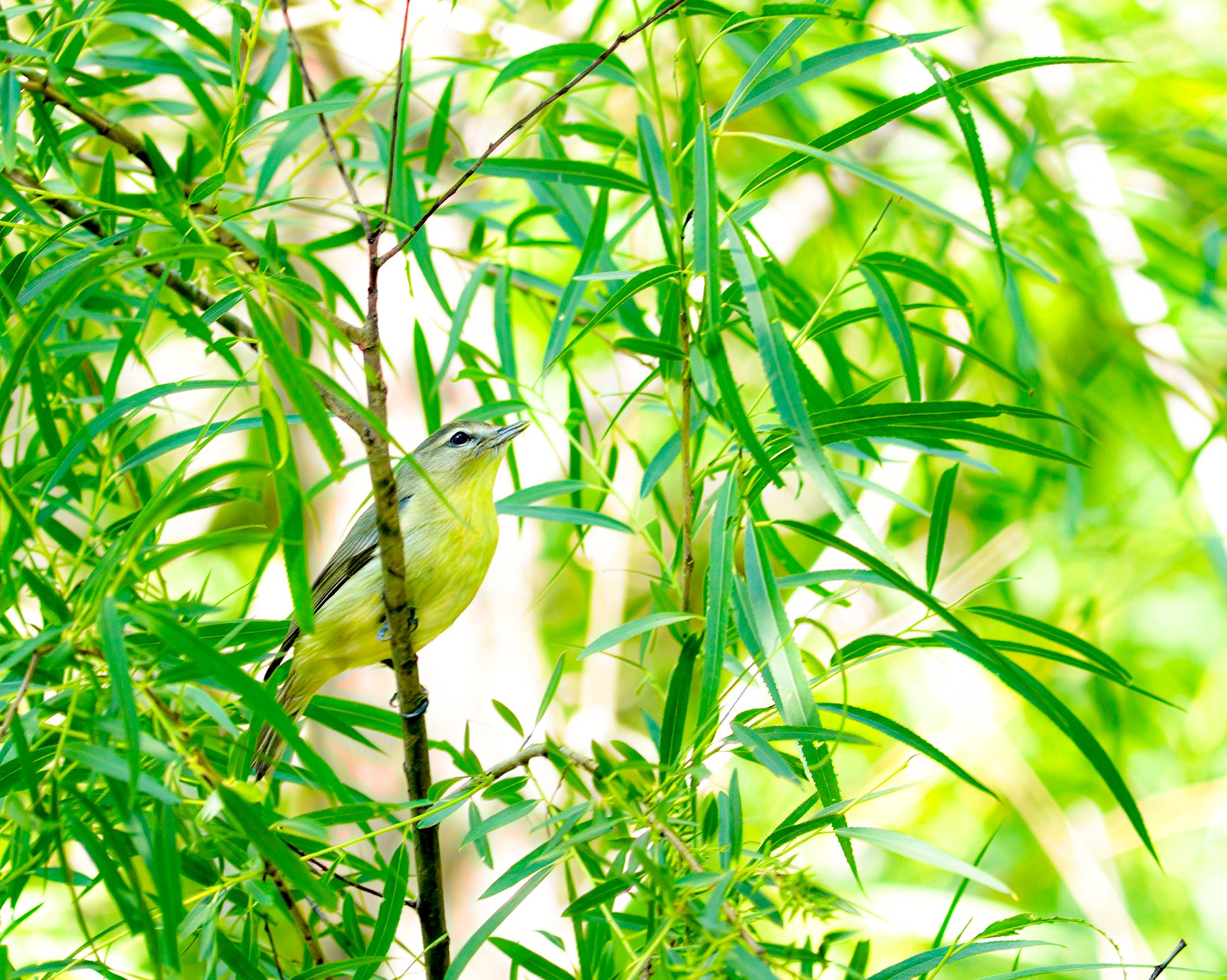 Swainson's Warbler - Mills Pond, in Austin, Texas