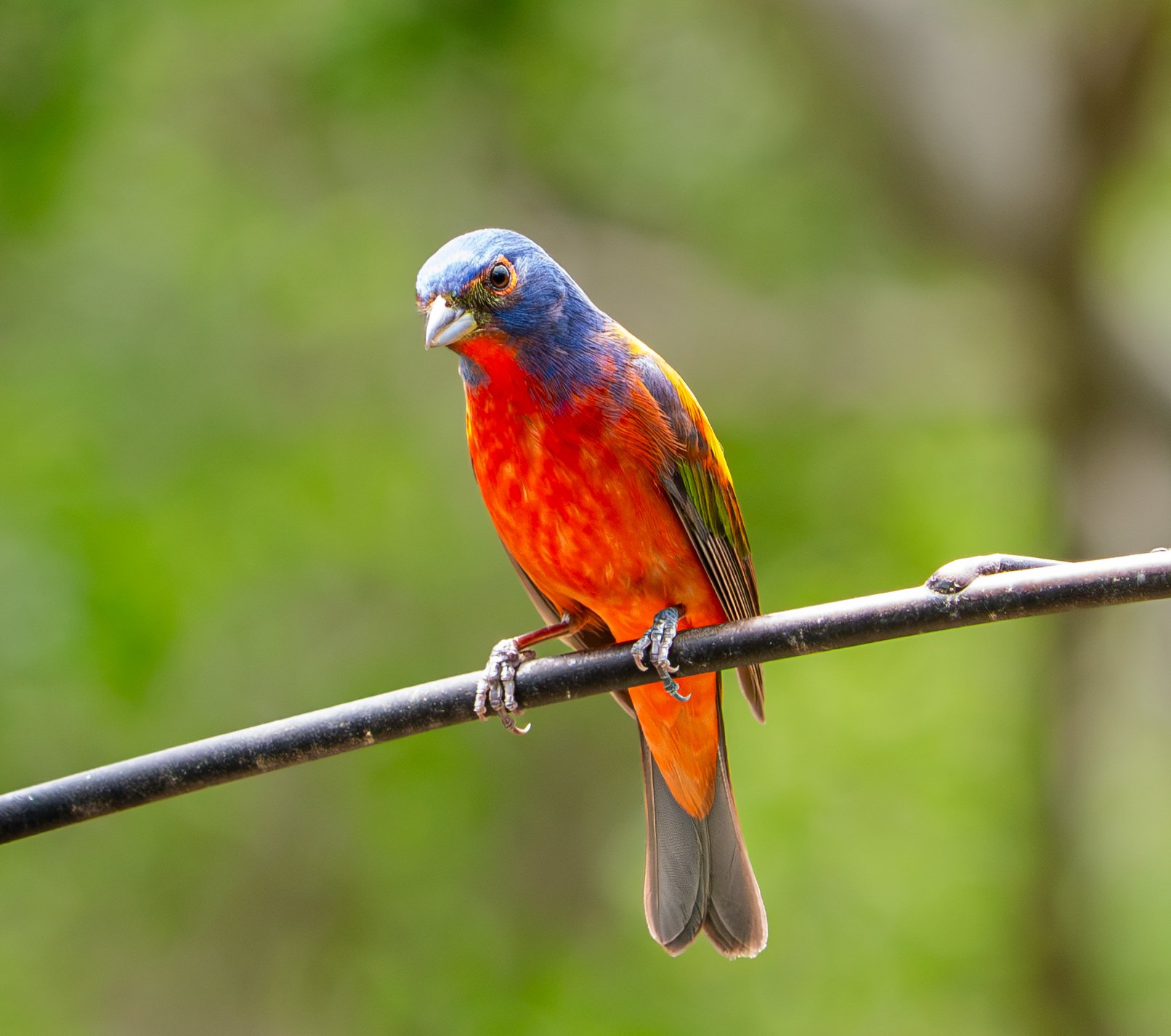 Painted Bunting on Feeder - Guadalupe River State Park, near Spring Branch, Texas