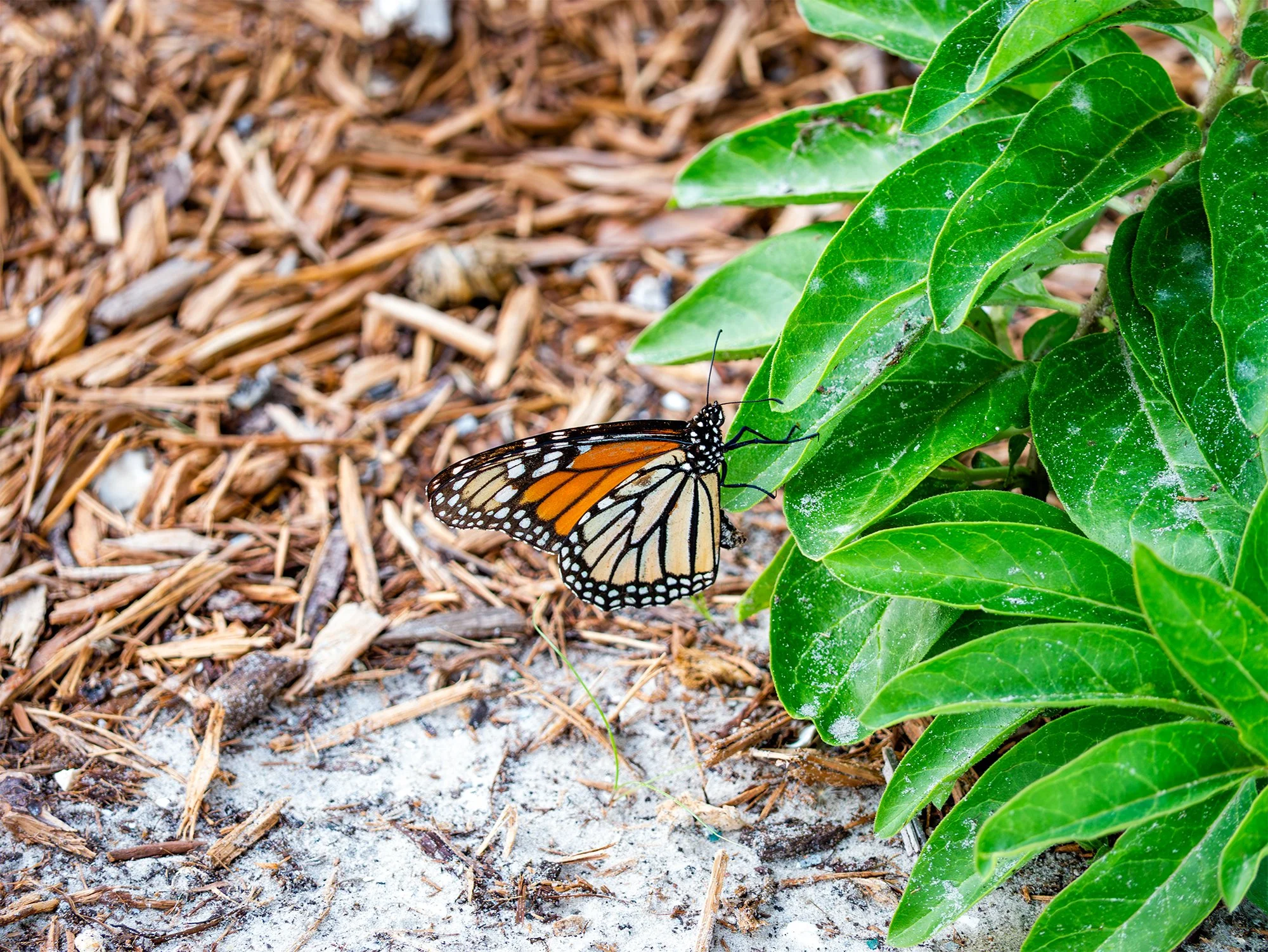 Monarch Butterfly - Rockport, Texas