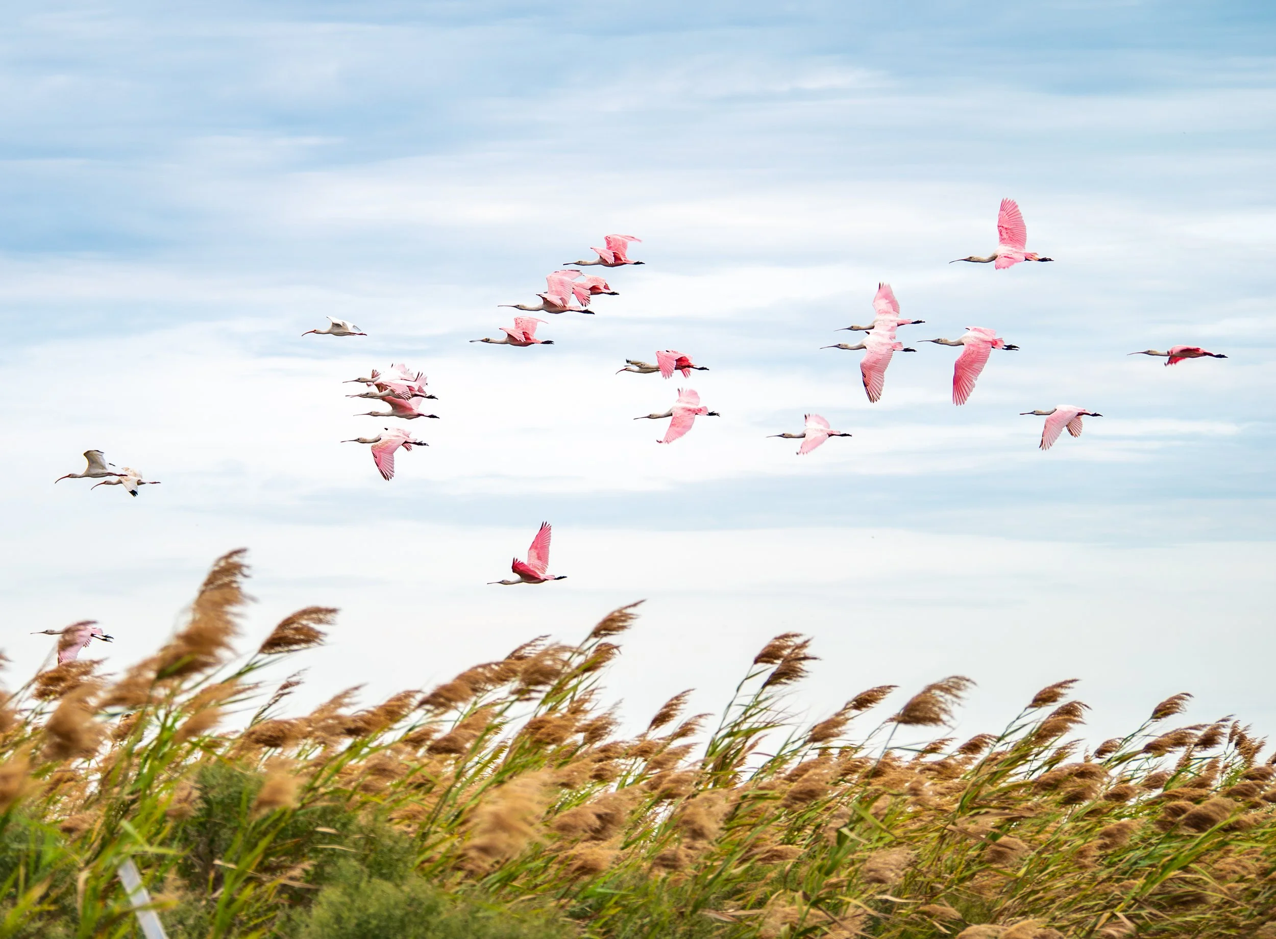 Roseate Spoonbills - Brazoria National Wildlife Refuge, near Lake Jackson, Texas