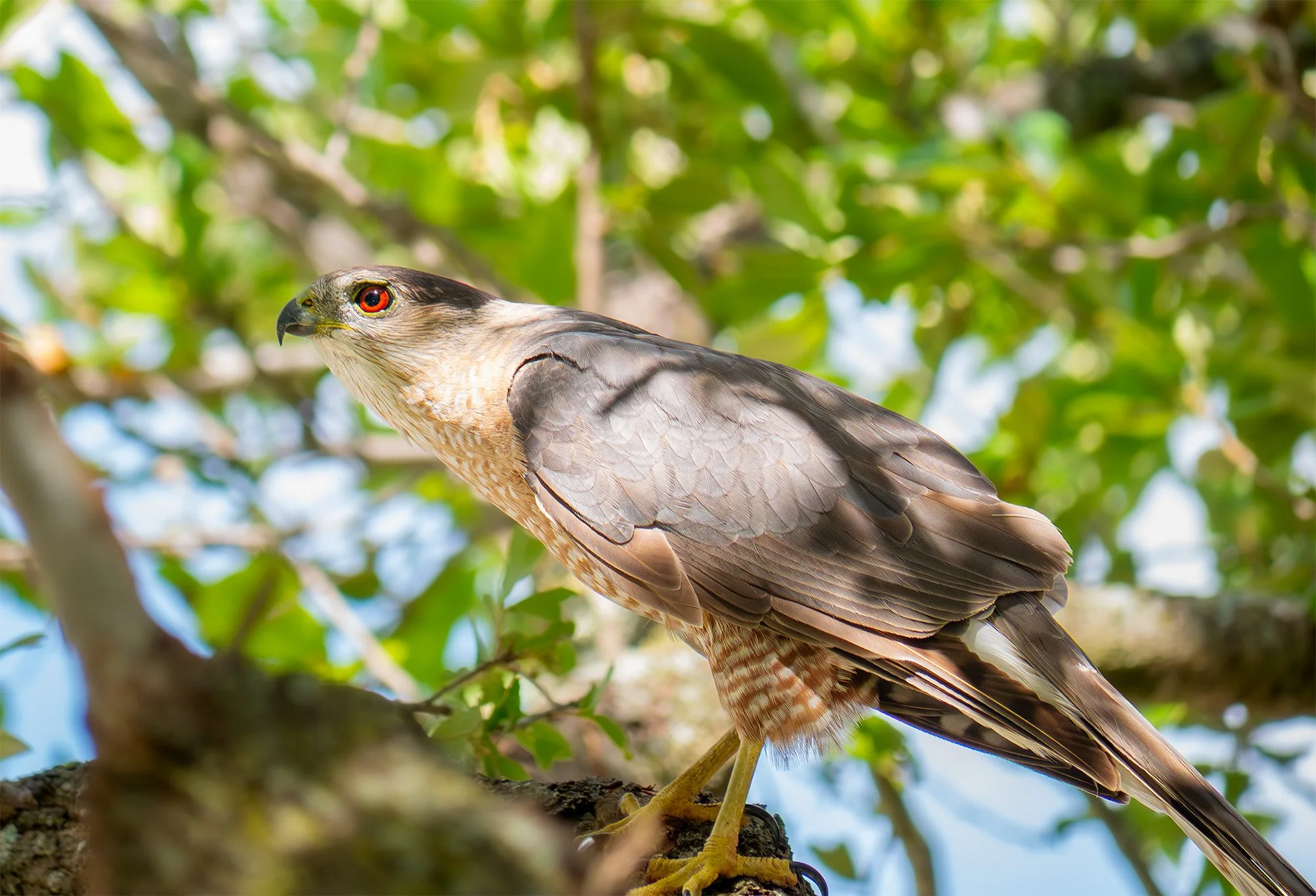 Cooper's Hawk - Pflugerville, Texas