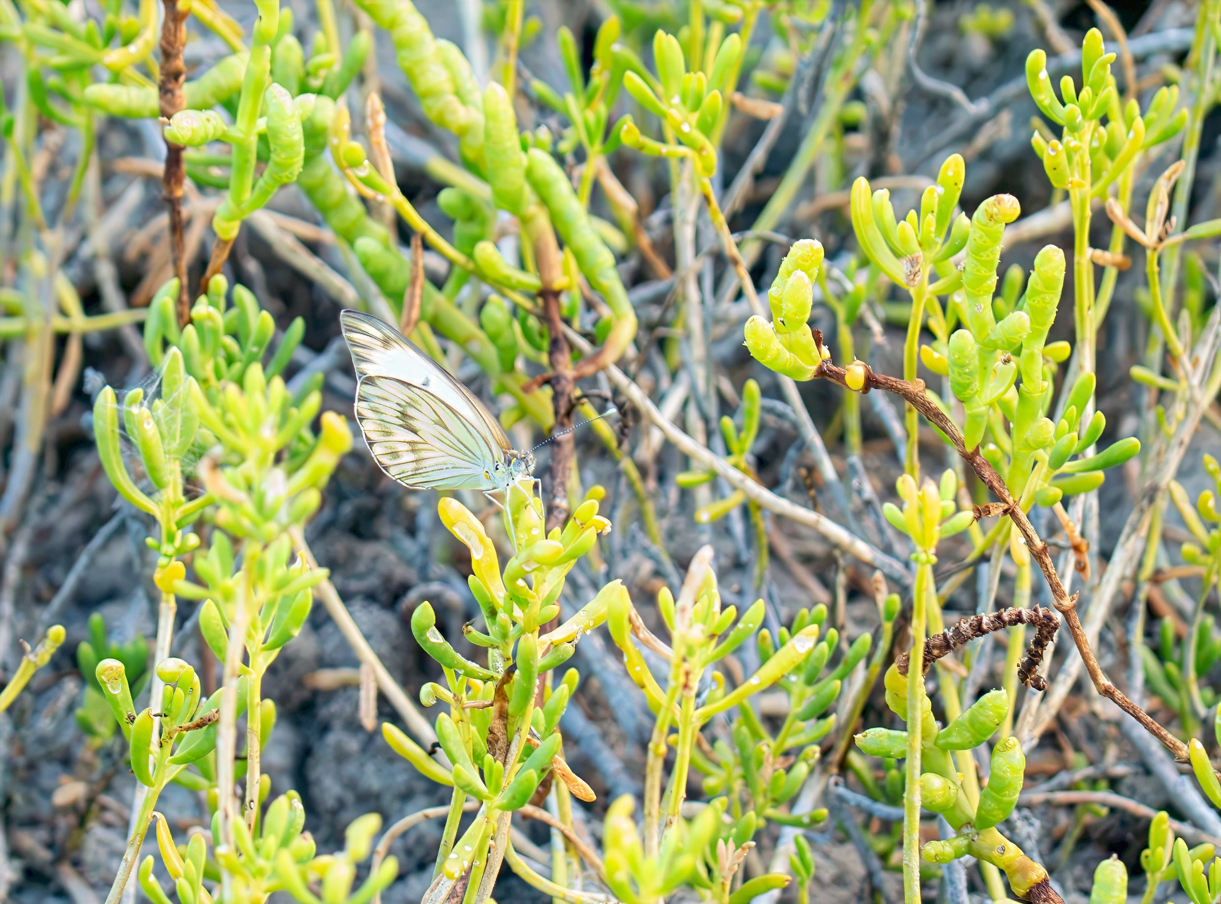 Great Southern White Butterfly - Rockport, Texas