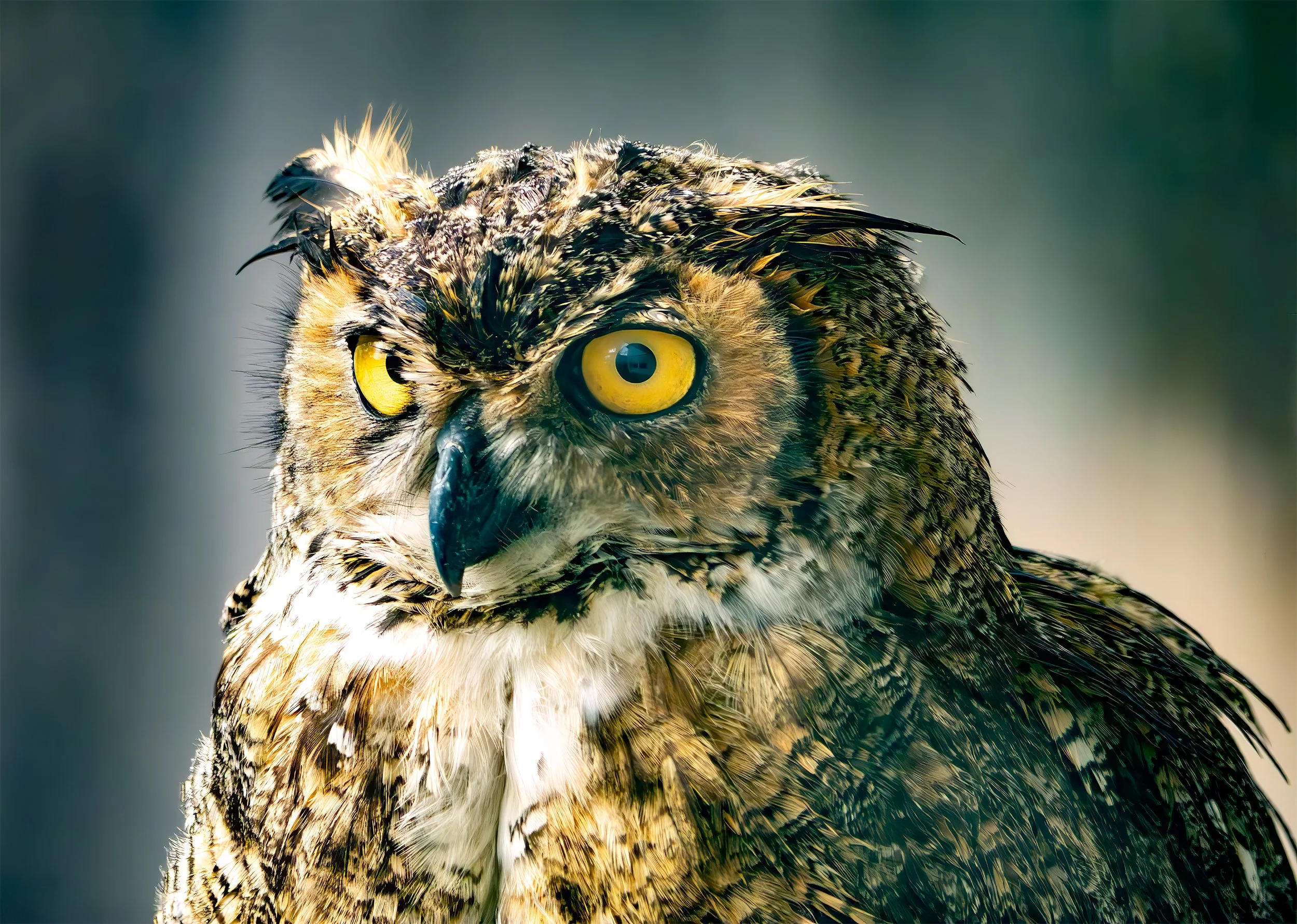 Great Horned Owl - Pflugerville, Texas