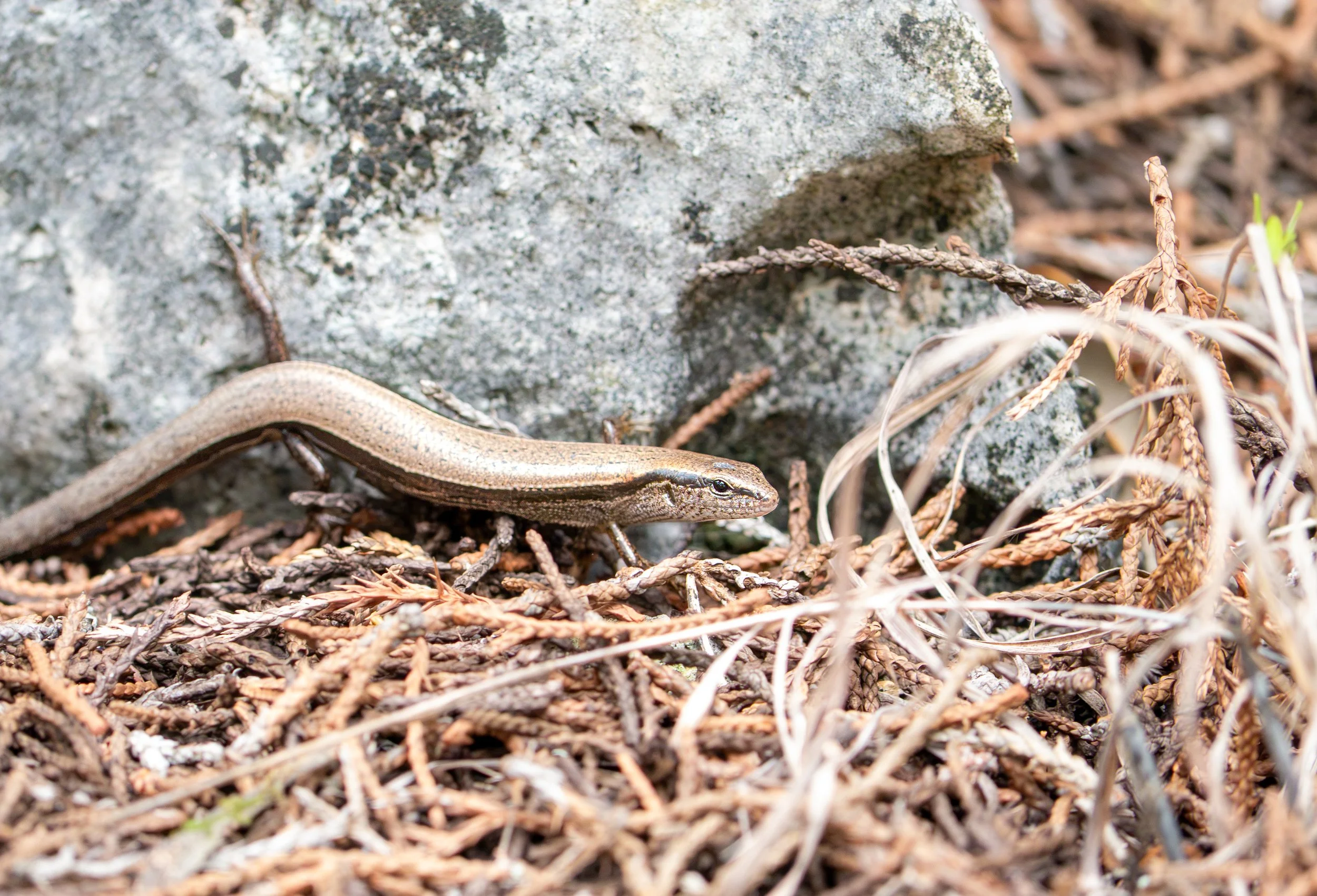 Little Brown Skink - Baker Sanctuary, near Austin Texas