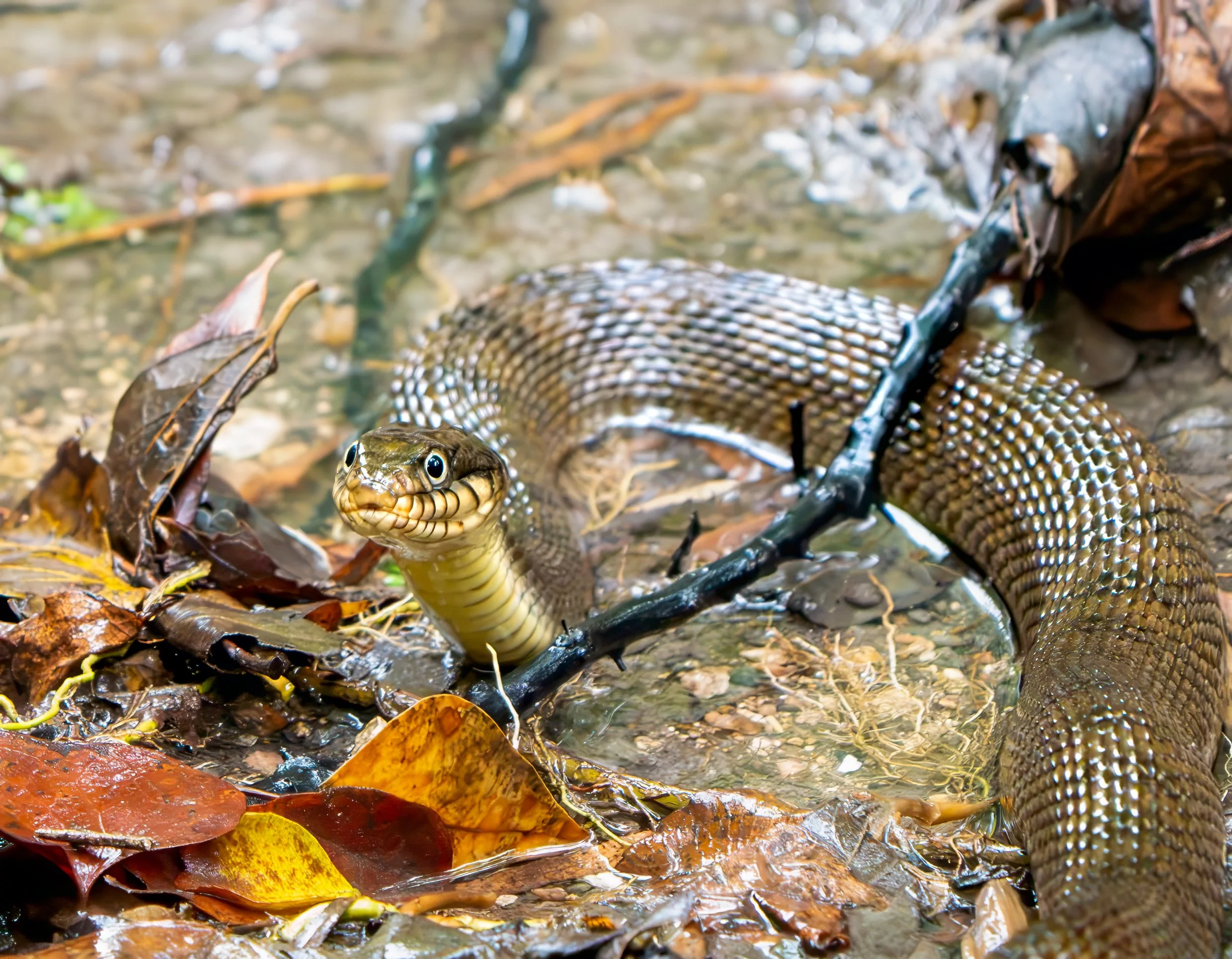 Plain-bellied Watersnake - Mills Pond, in Austin, Texas
