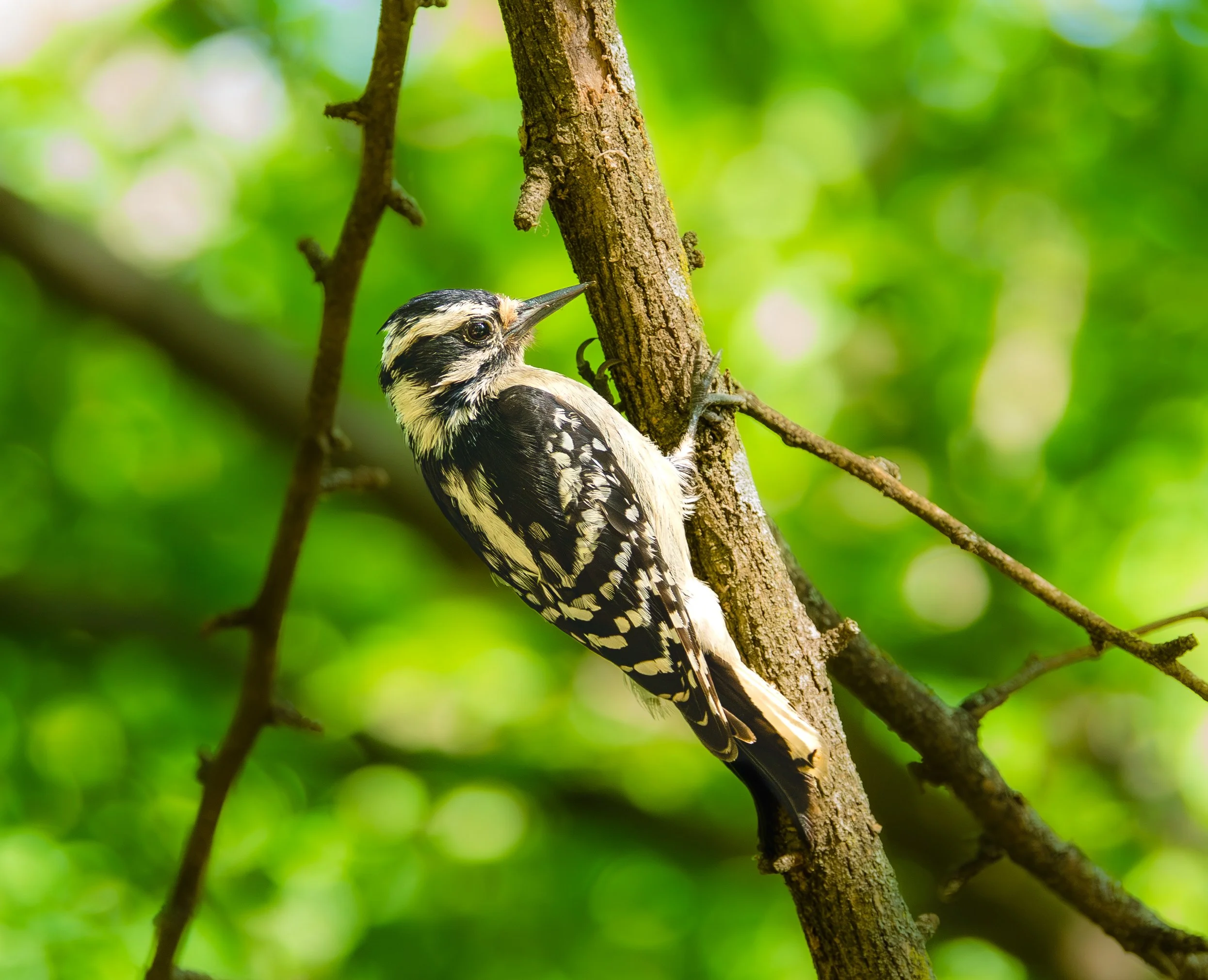 Downy Woodpecker - Mills Pond, in Austin, Texas