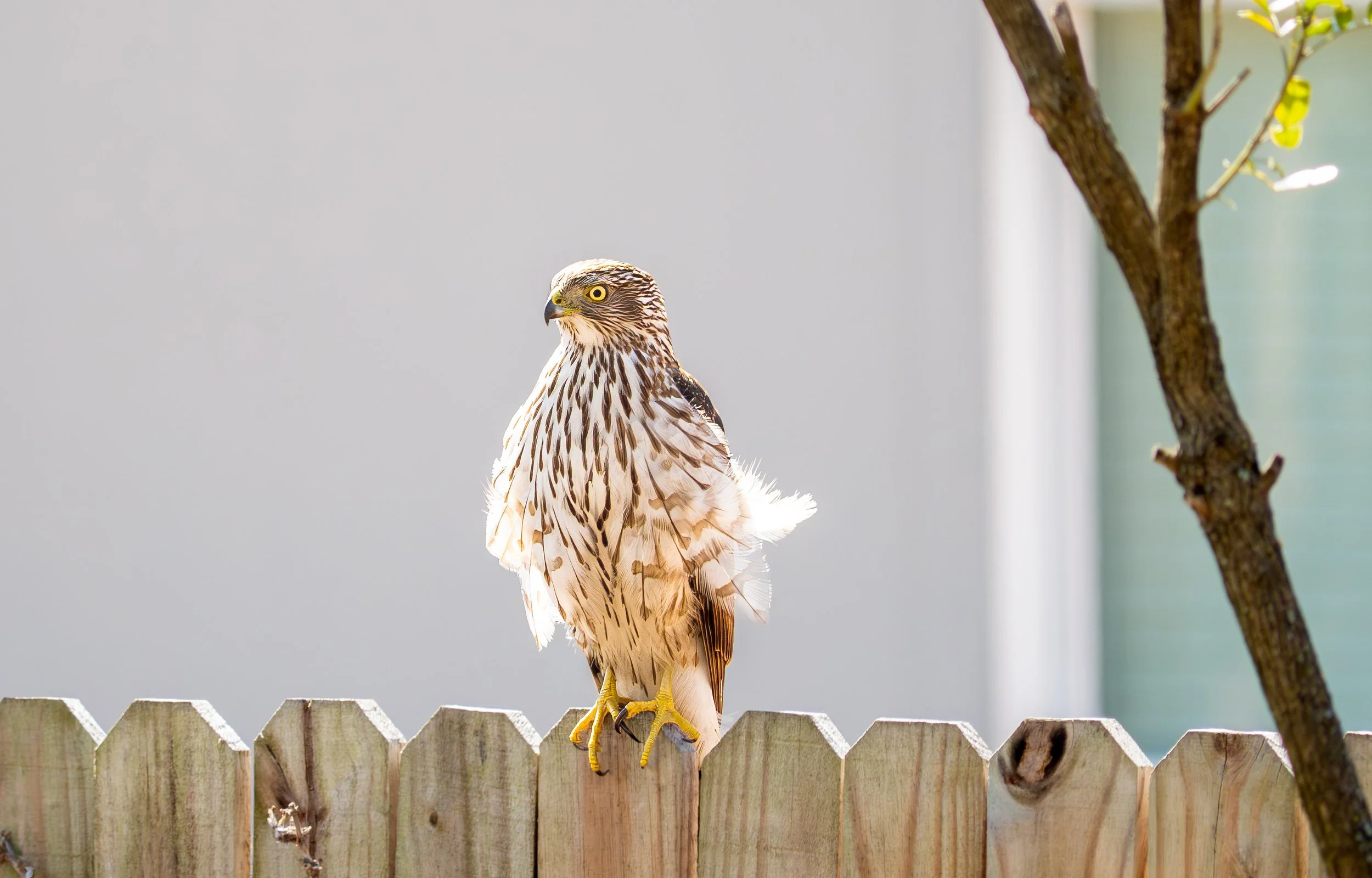 Cooper's Hawk, Pflugerville, Texas