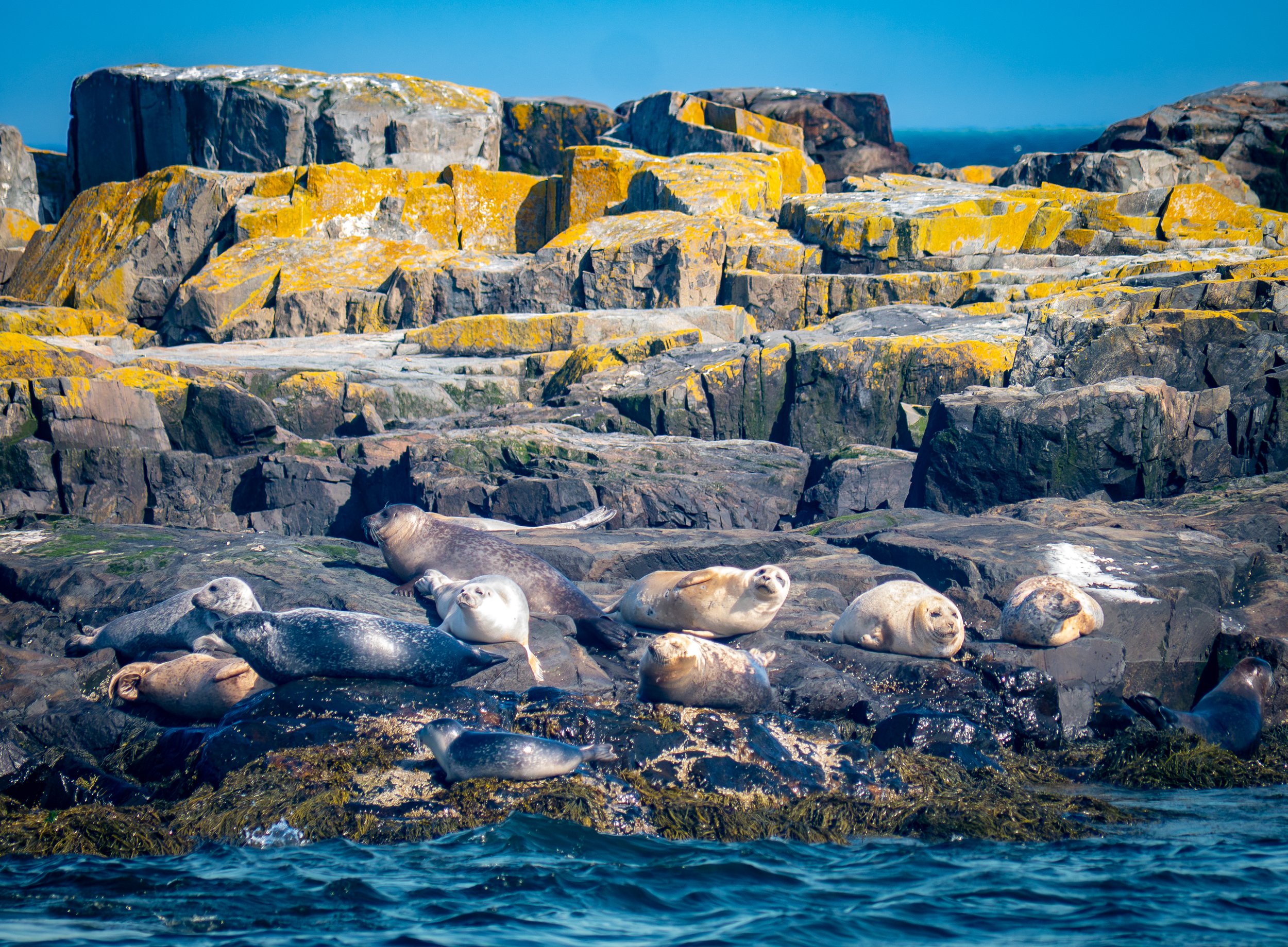 Grey Seals - Bar Harbor, Maine