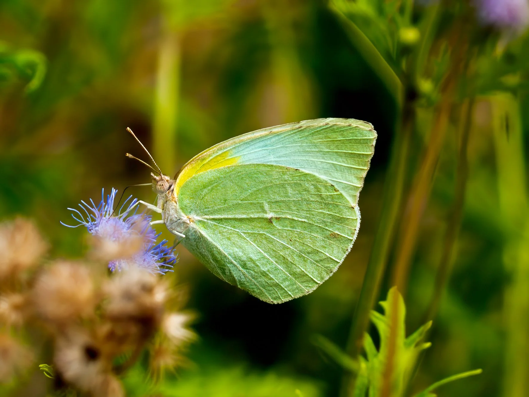 Lyside Sulphur Butterfly - Austin, Texas