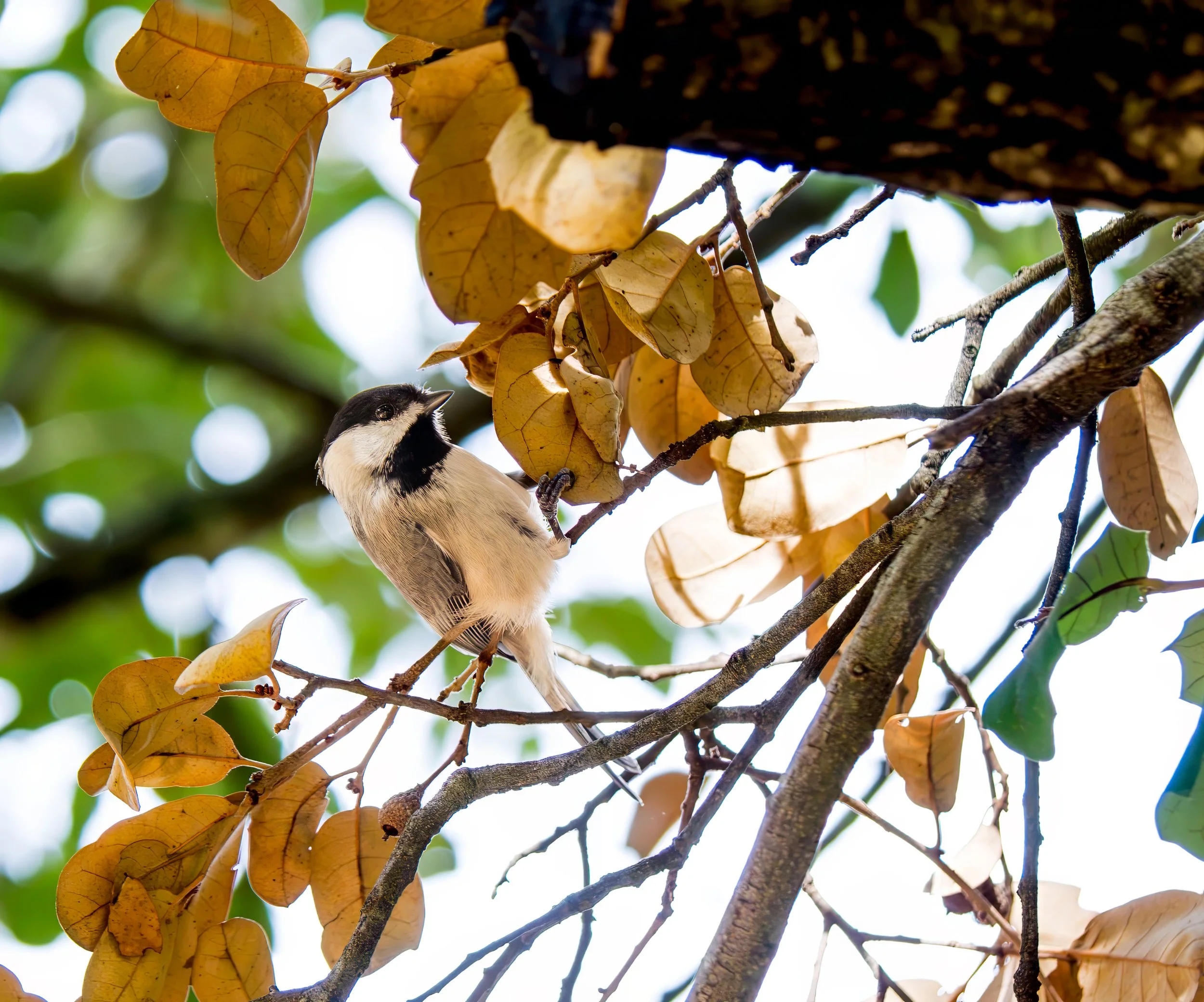 A small Carolina Chickadee perched on a tree branch amidst yellowing leaves, with blurred green and white light in the background.