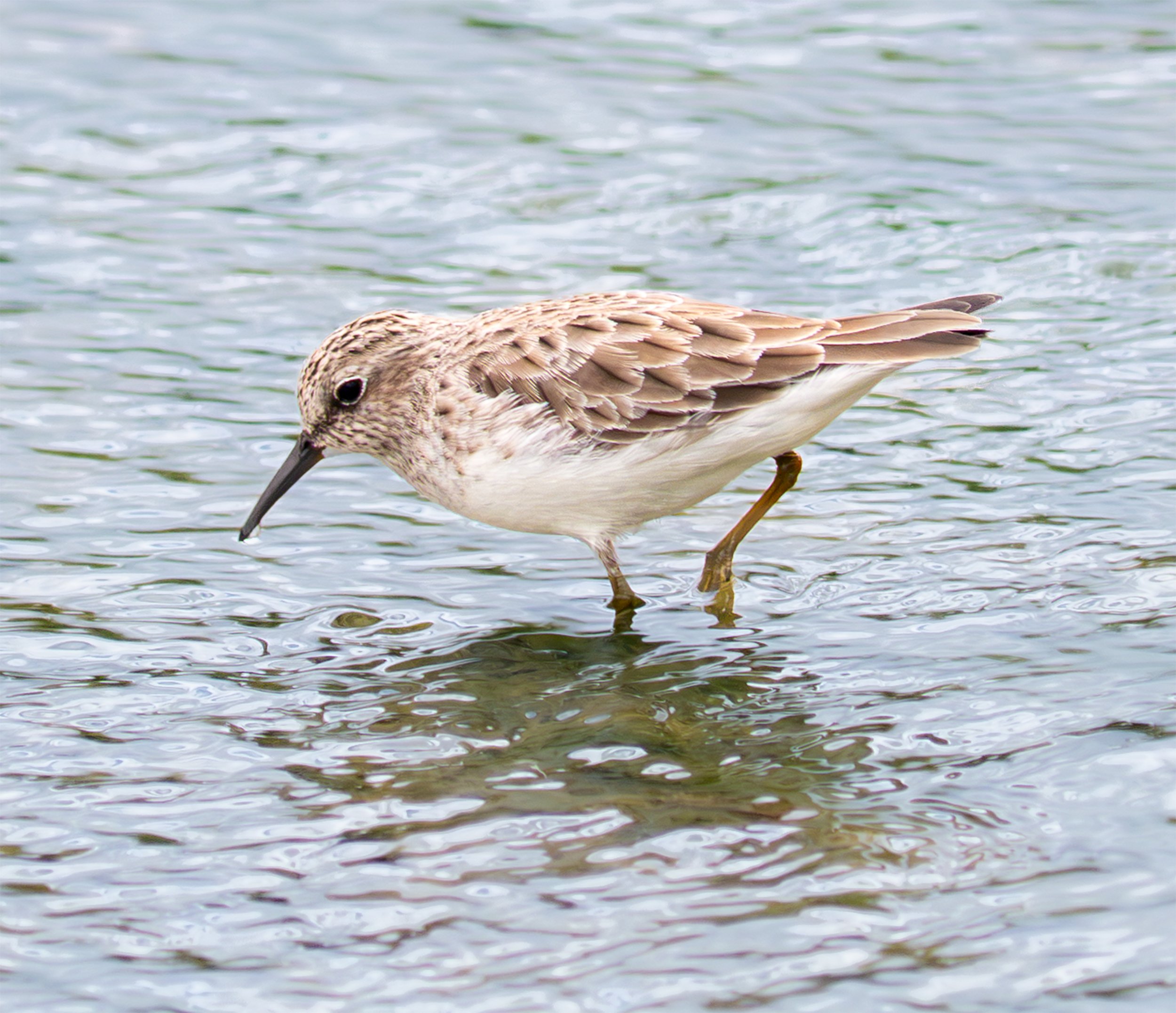 Least Sandpiper - Austin, Texas