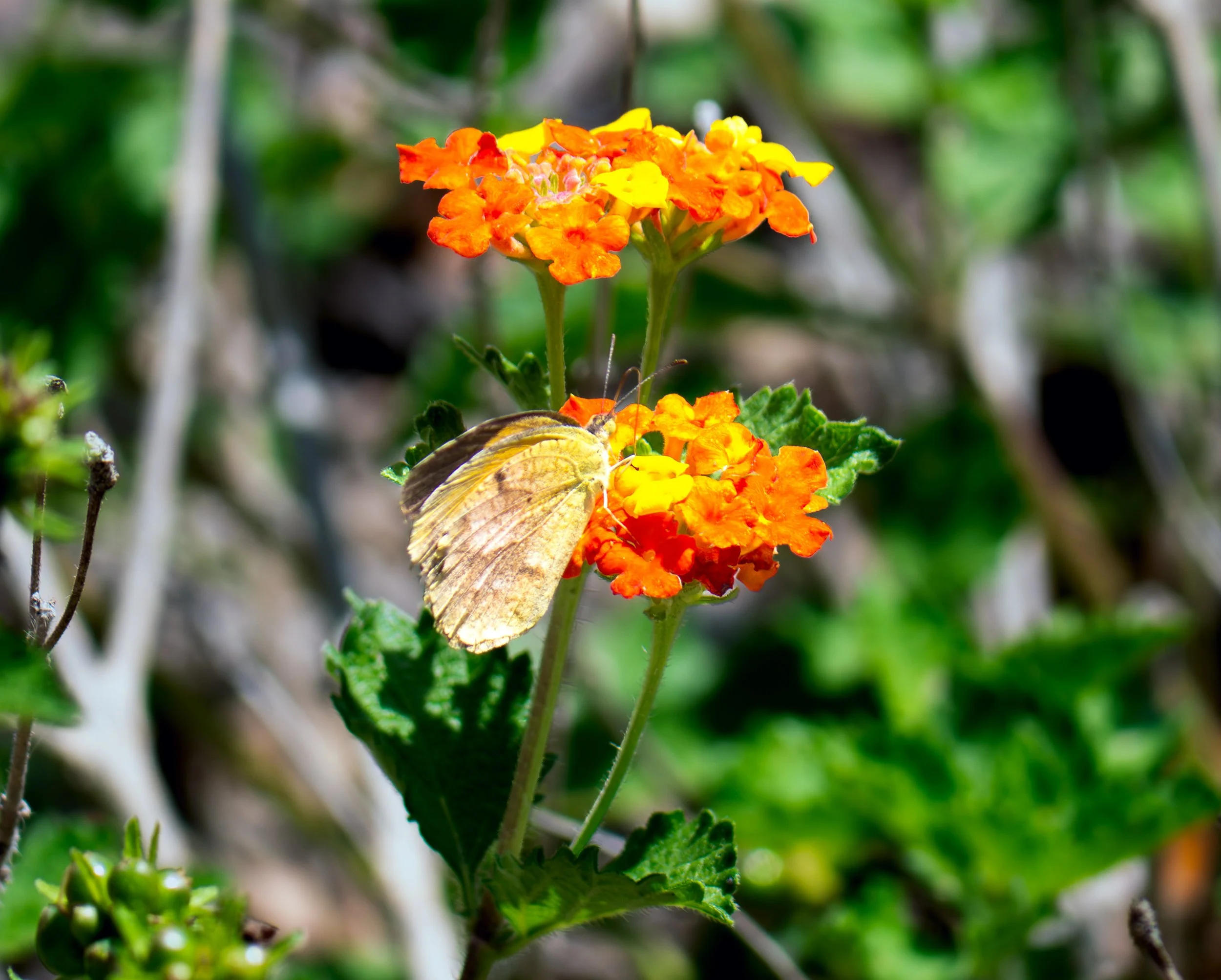 Sleepy Orange Butterfly - Guadalupe River State Park, near Spring Branch, Texas