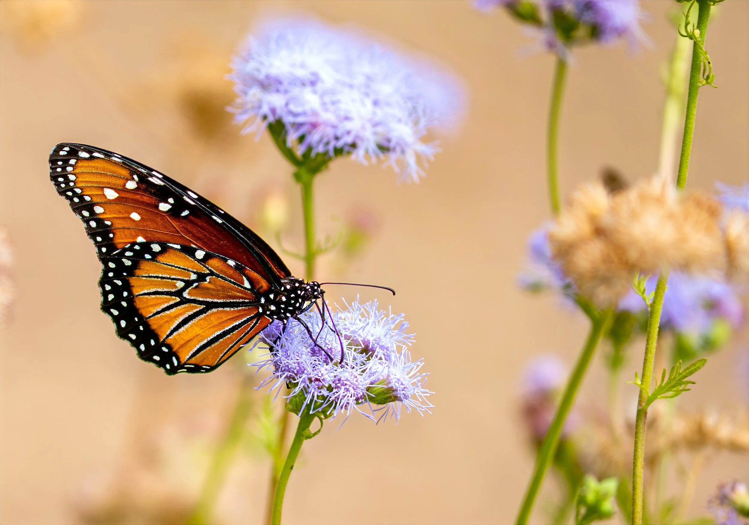 A Monarch Butterfly perched on a light purple flower, with additional purple flowers and green stems in the background.