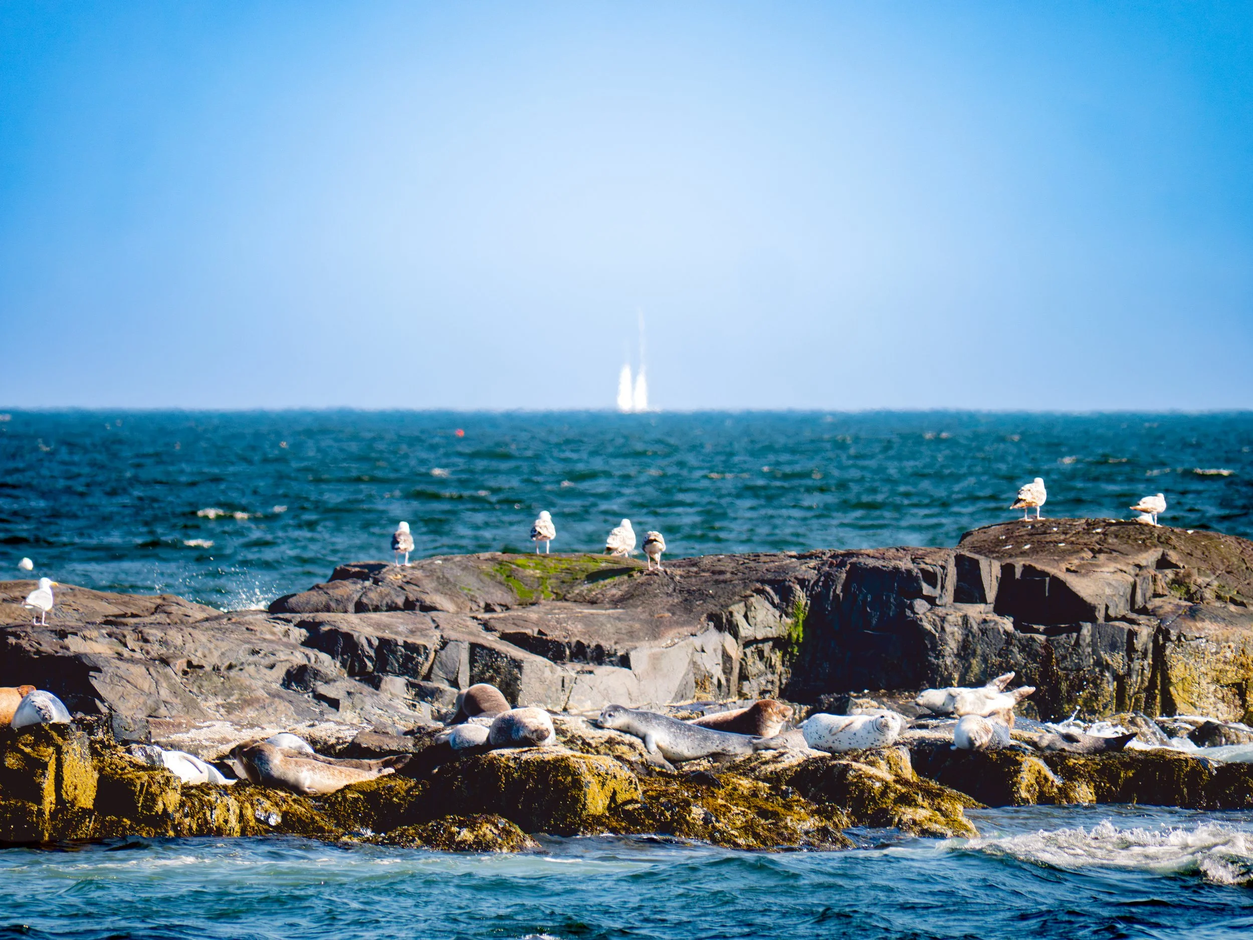 Grey Seals - Bar Harbor, Maine