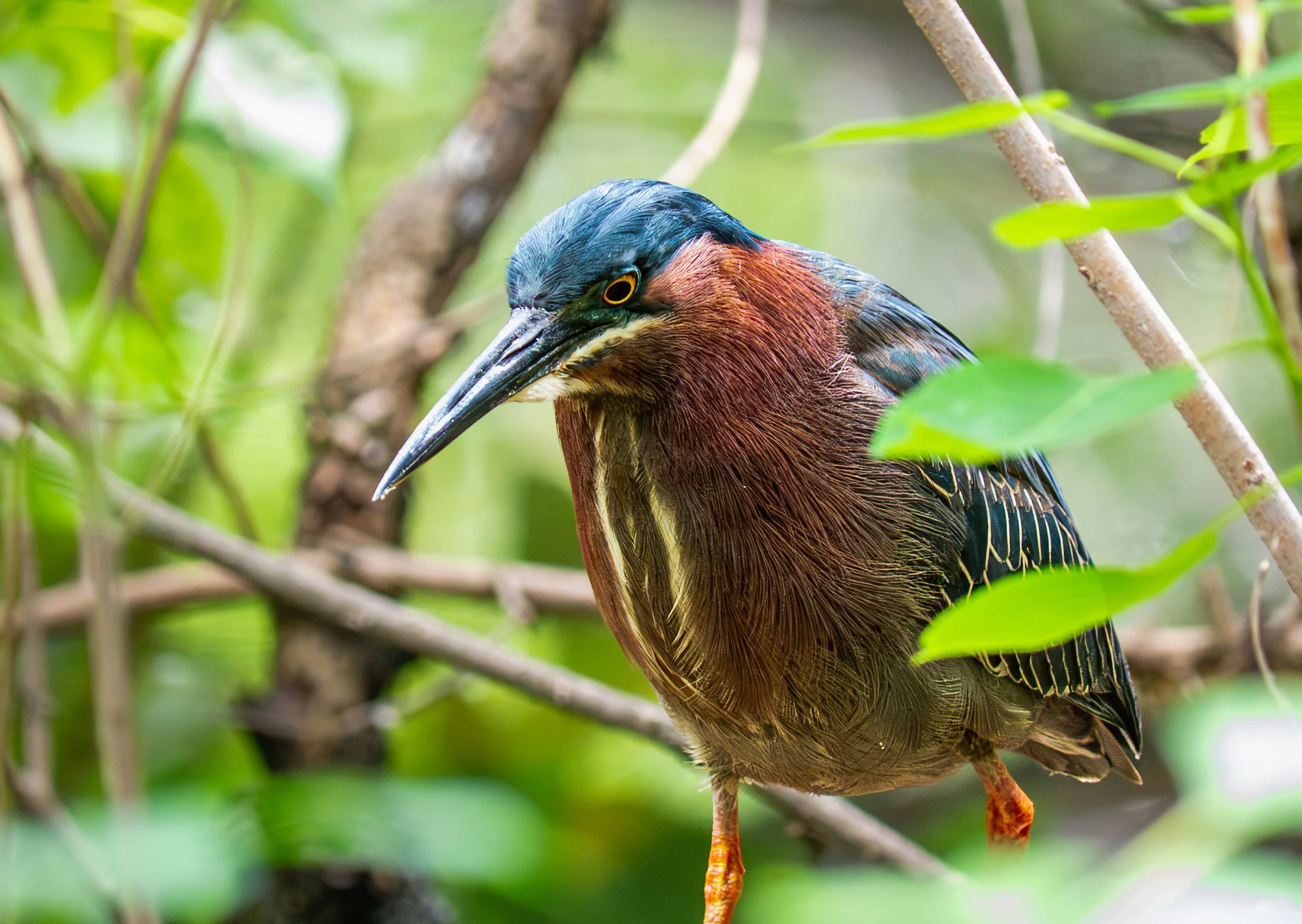 Colorful Green Heron with a dark head, reddish-brown body, and long beak, perched among green leaves and branches.