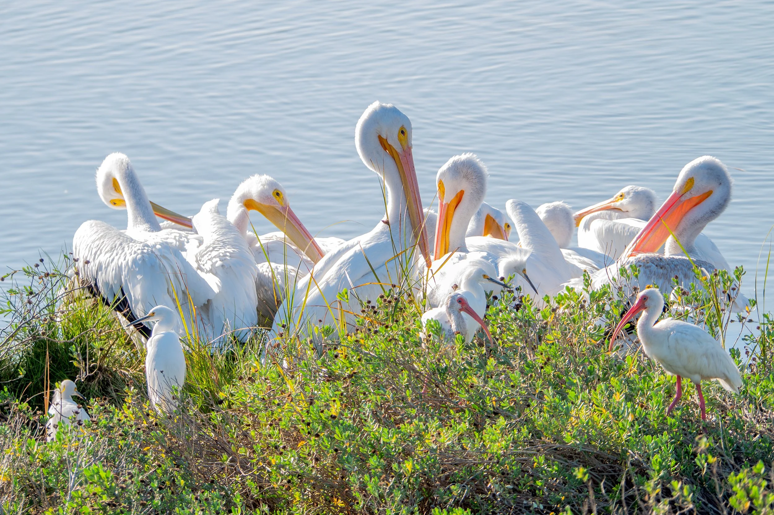 White Pelicans, White Ibis, Snowy Egret - Port Aransas, Texas