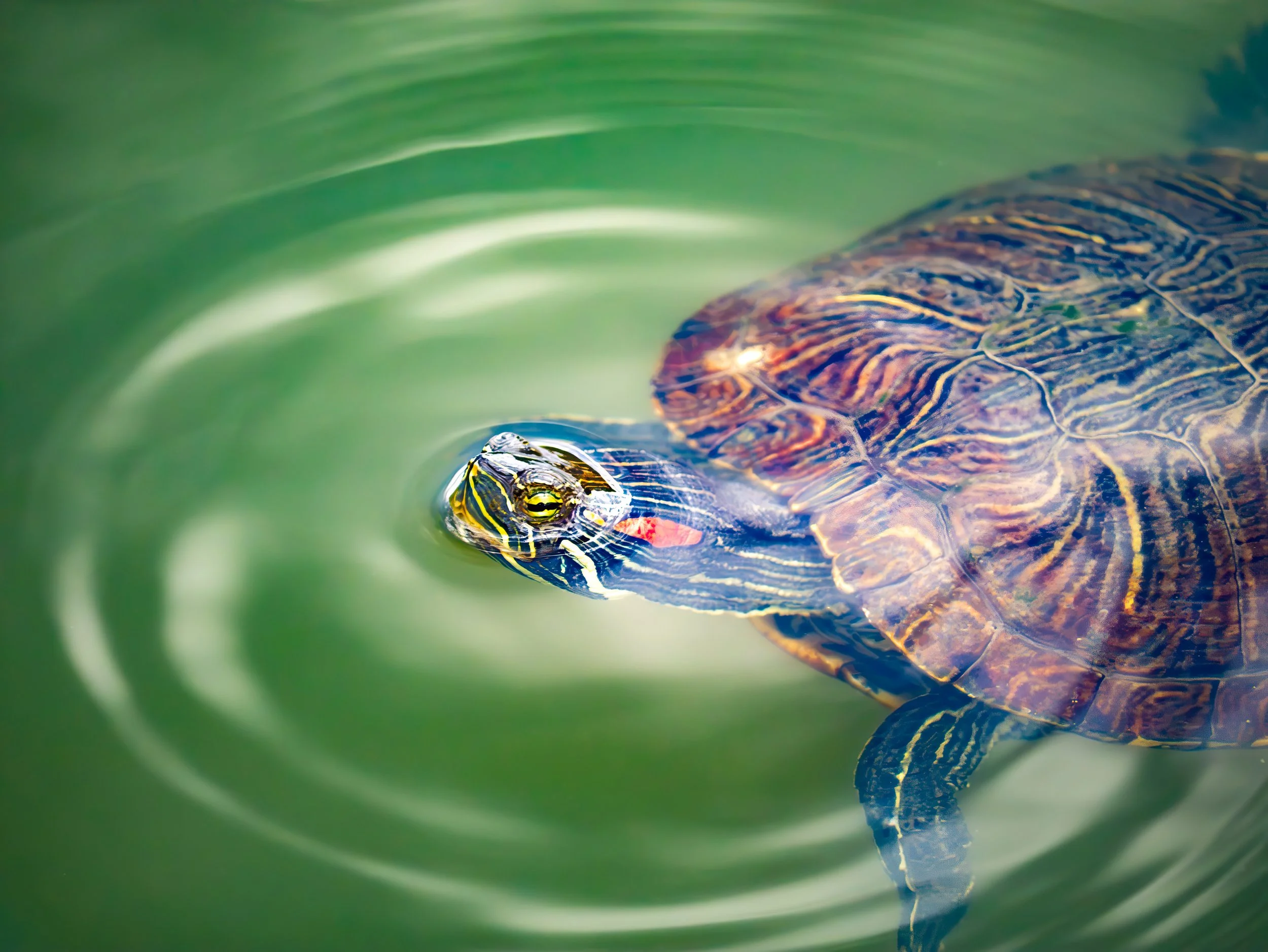 Red-Eared Slider - Mills Pond, near Austin, Texas