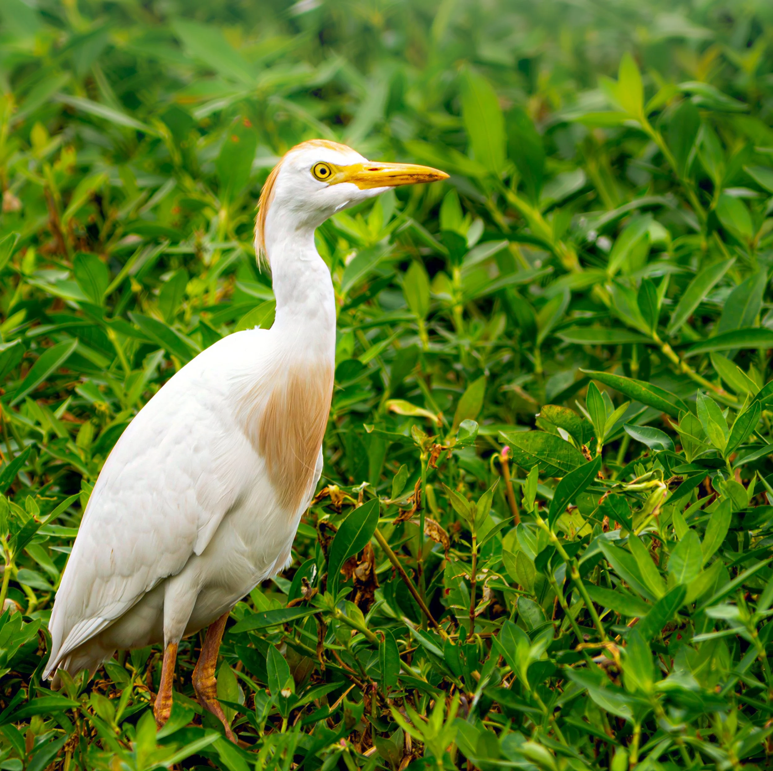 Cattle Egret - Hornsby Bend, in Austin, Texas