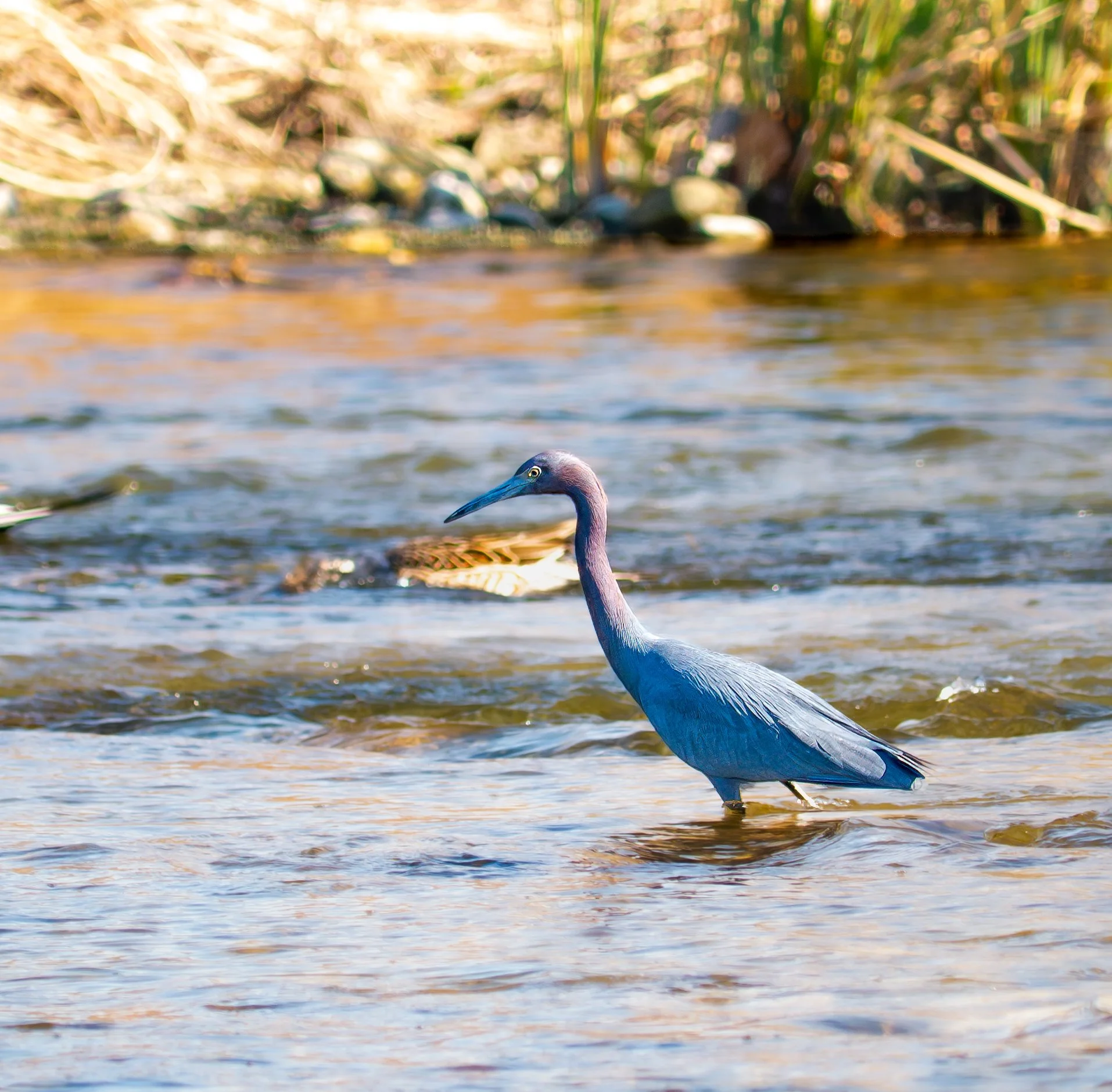 Little Blue Heron - Roy Guerrero Park, in Austin, Texas
