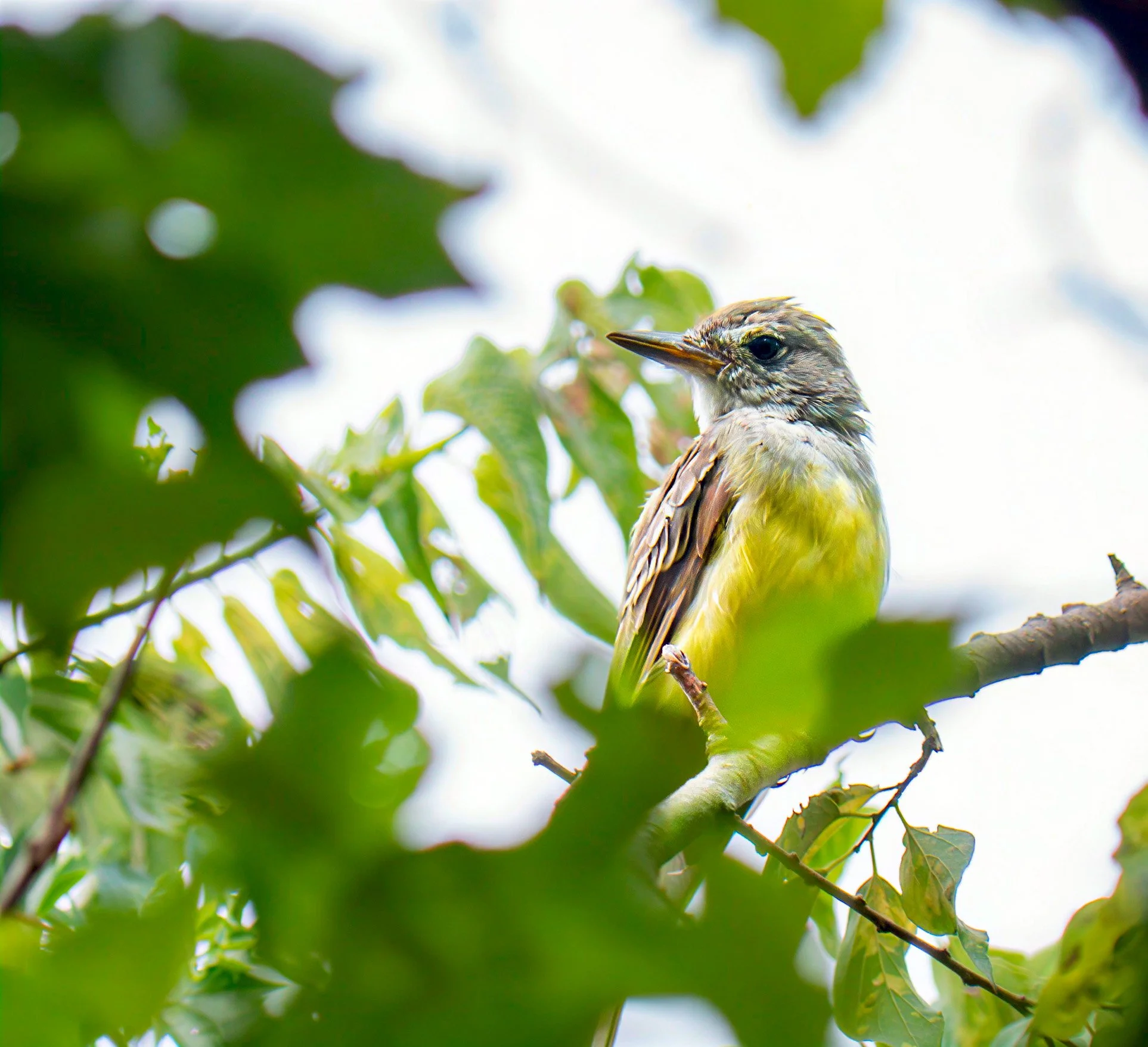 Great-crested Flycatcher - Mills Pond, in Austin Texas