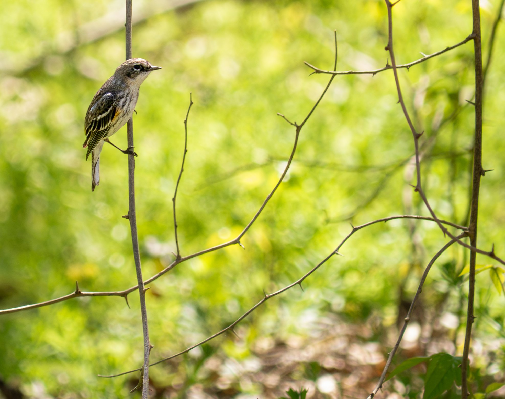 Yellow-rumped Warbler - Mills Pond, in Austin, Texas