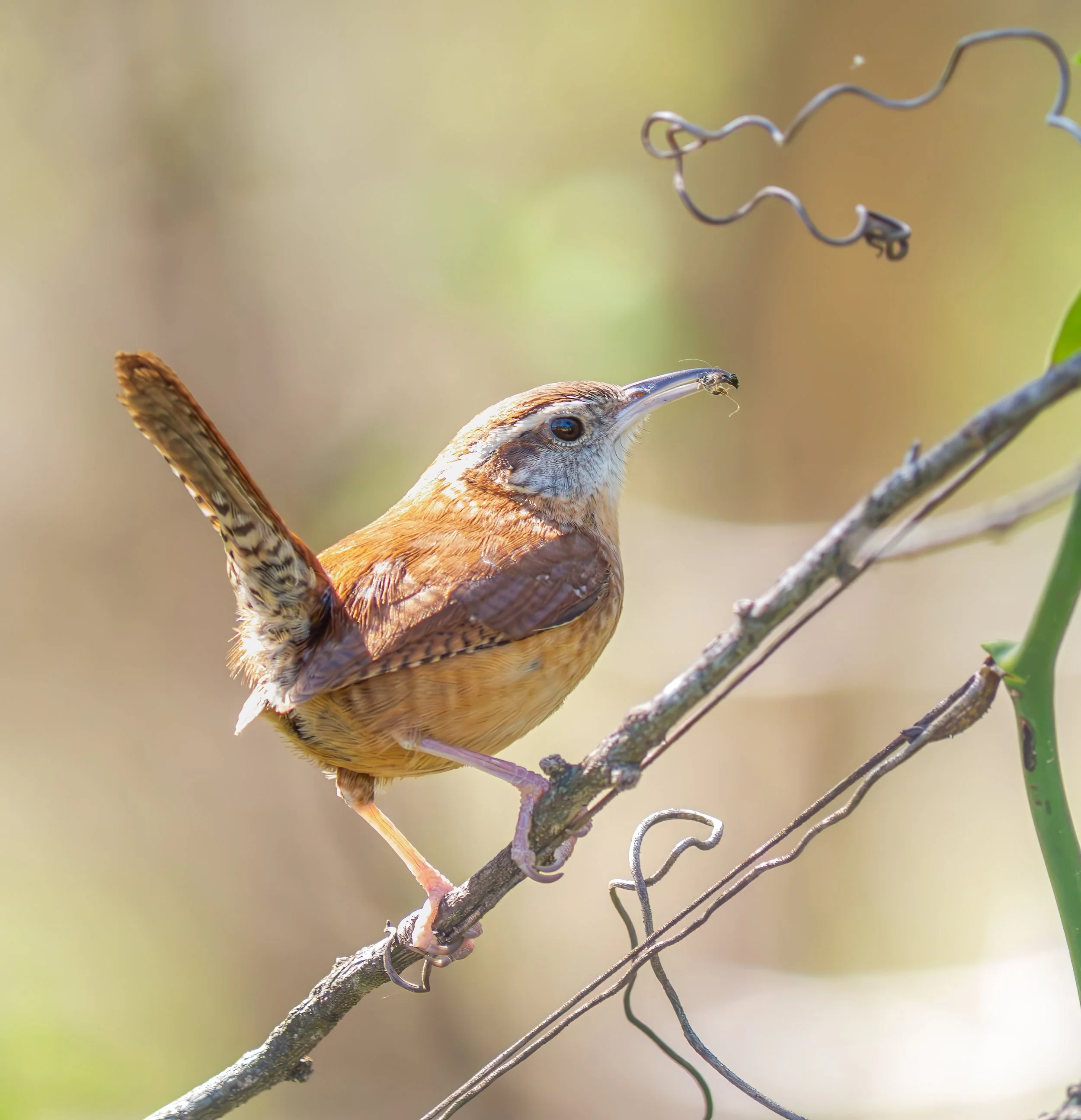 Carolina Wren - Lake Creek Park, in Austin, Texas