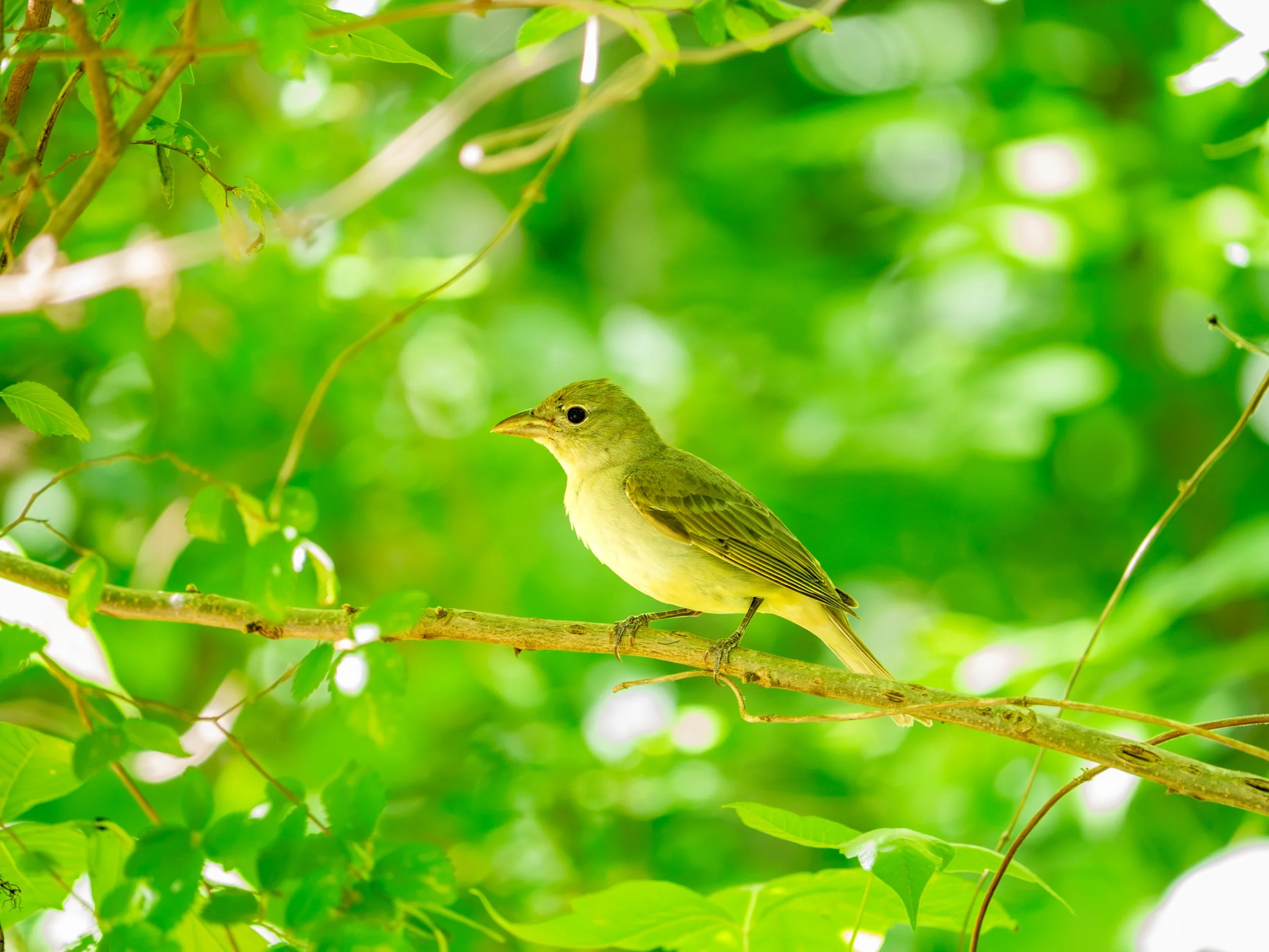 Summer Tanager - Mills Pond, in Austin, Texas