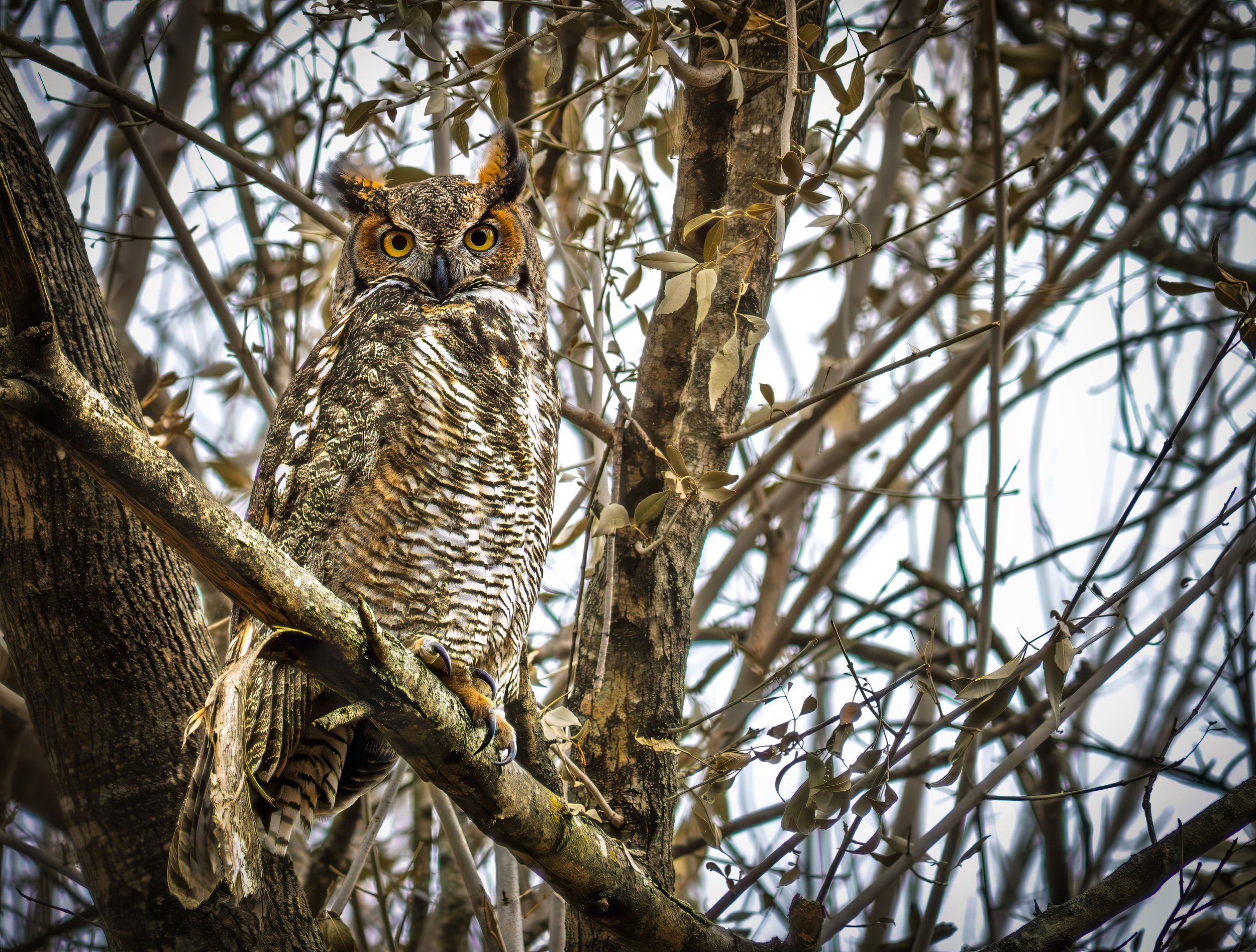 Great Horned Owl - Mills Pond, near Austin, Texas