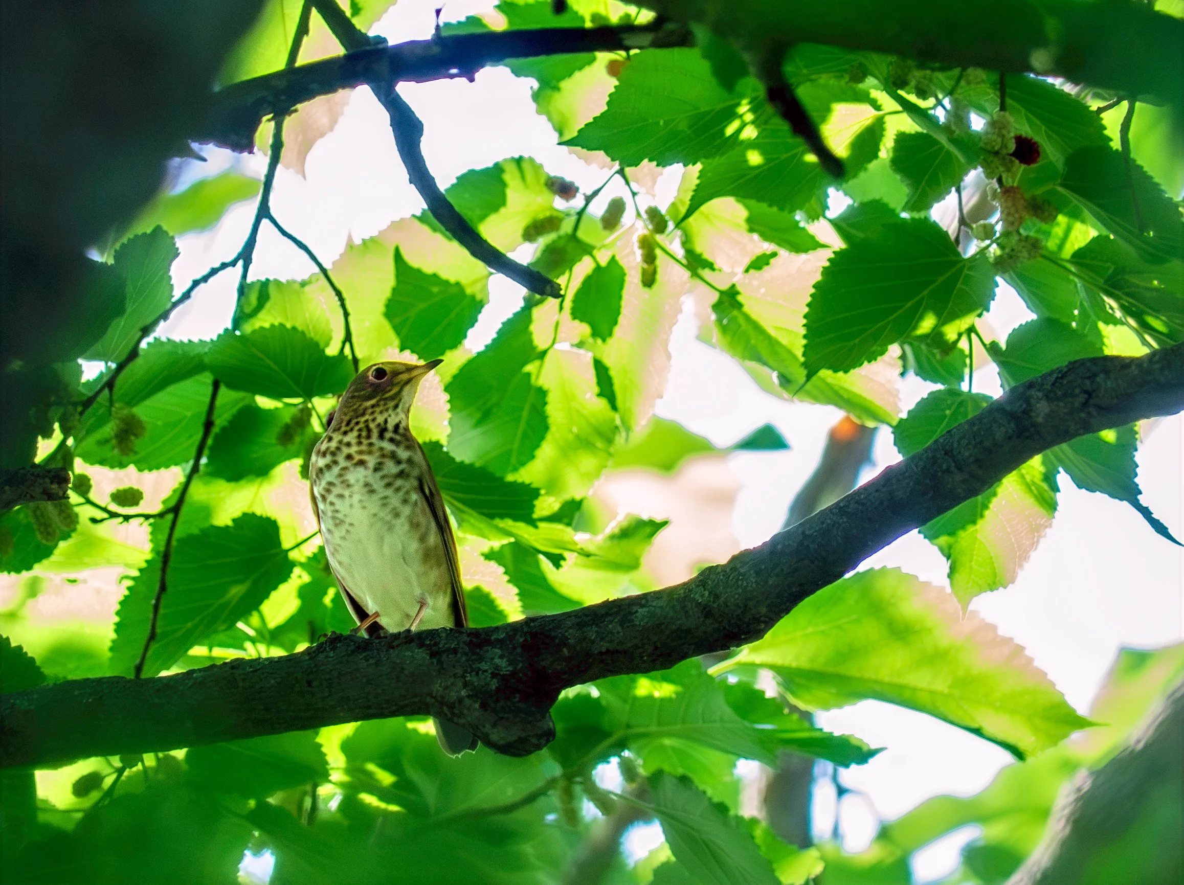 Swainson's Thrush - Mills Pond, in Austin, Texas