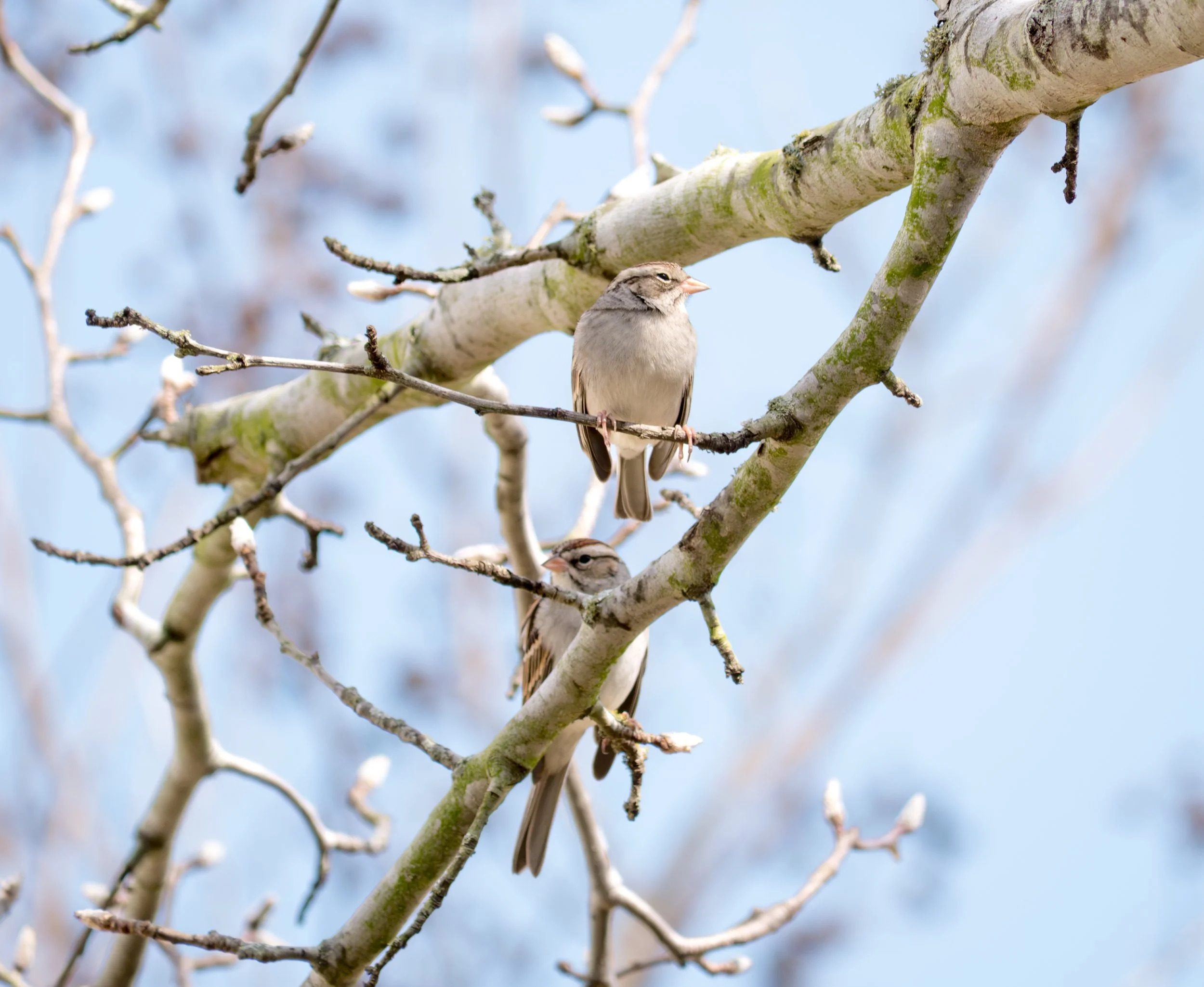 Chipping Sparrows - Pflugerville, Texas