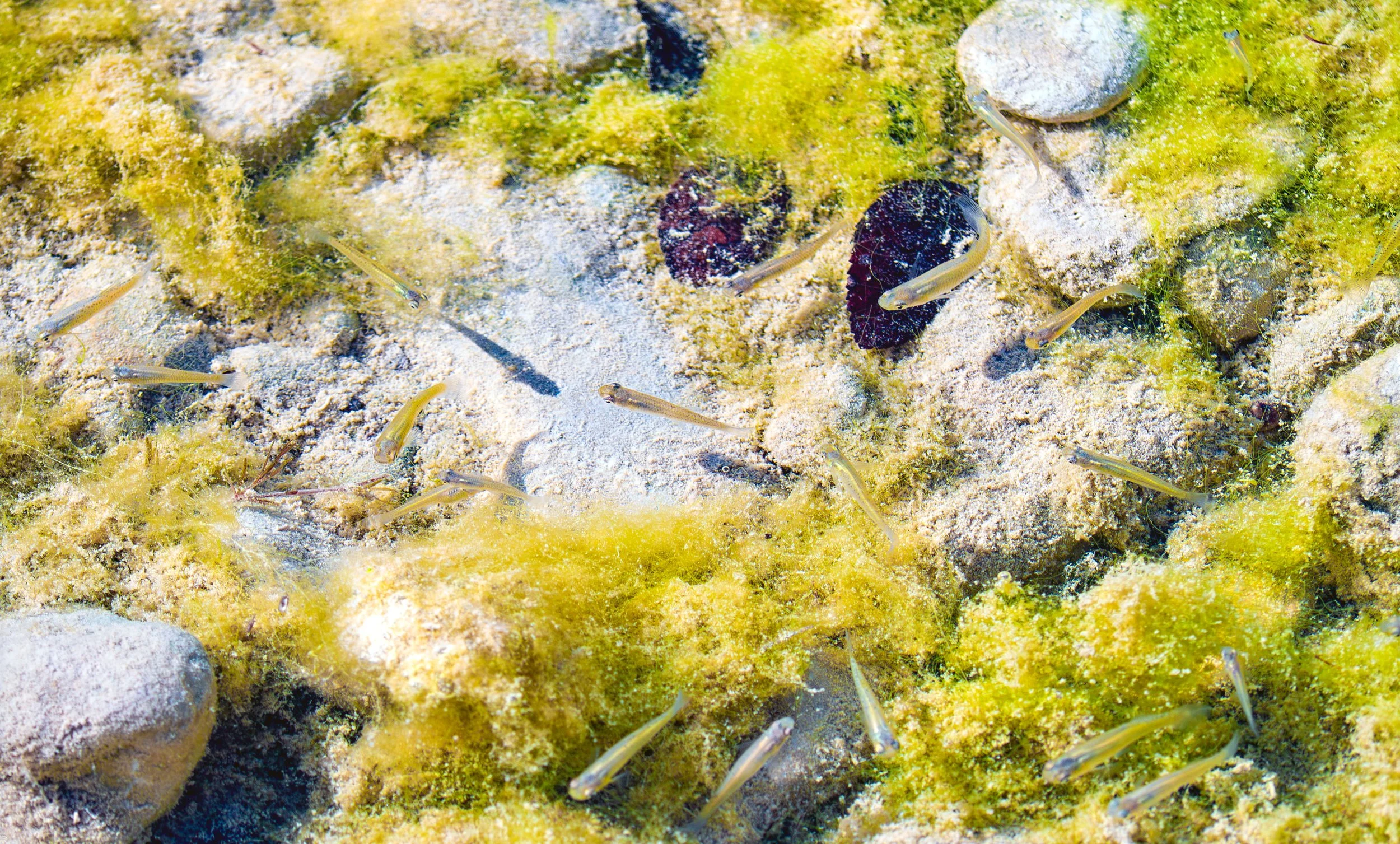 Western Mosquitofish - Georgetown, Texas