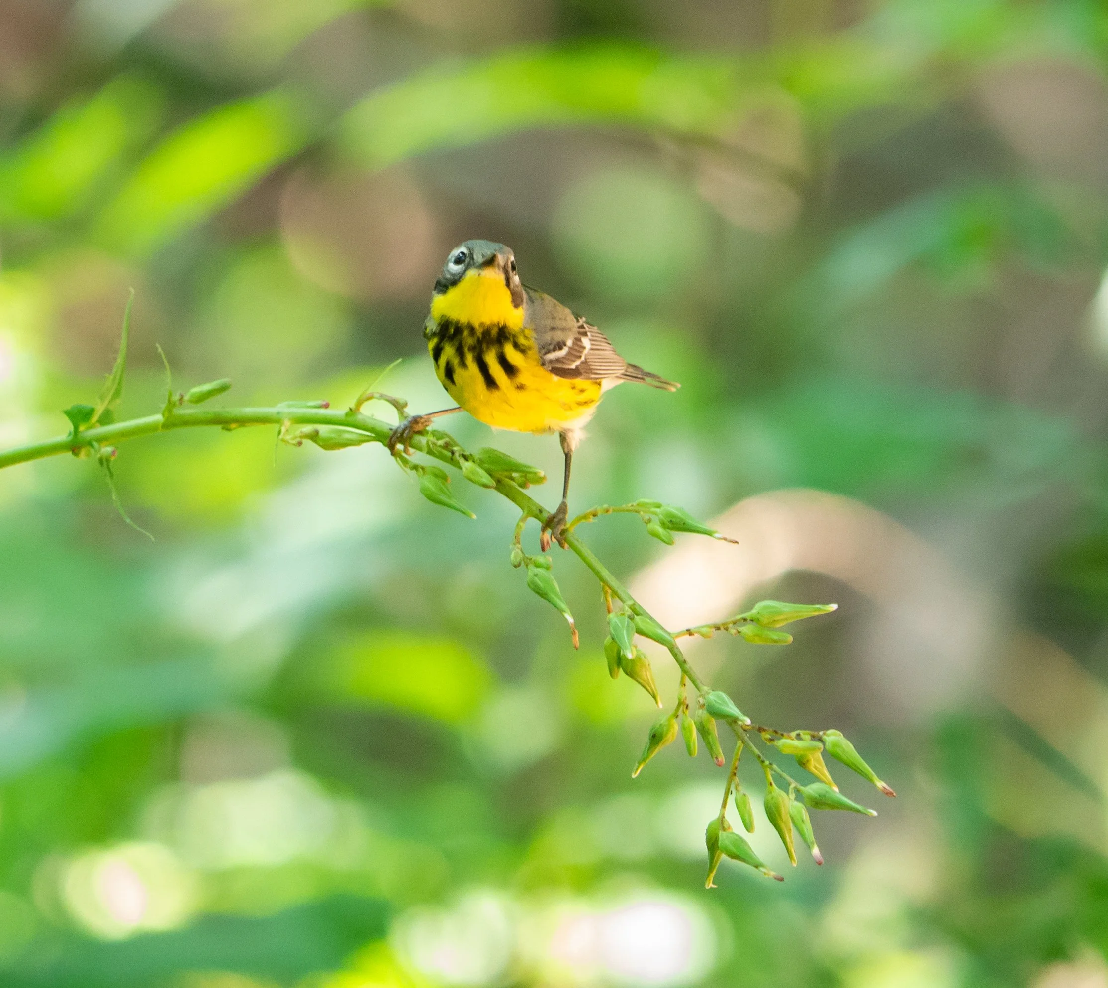 A Magnolia Warbler bird with yellow and black markings perched on a thin green branch in Austin, Texas.