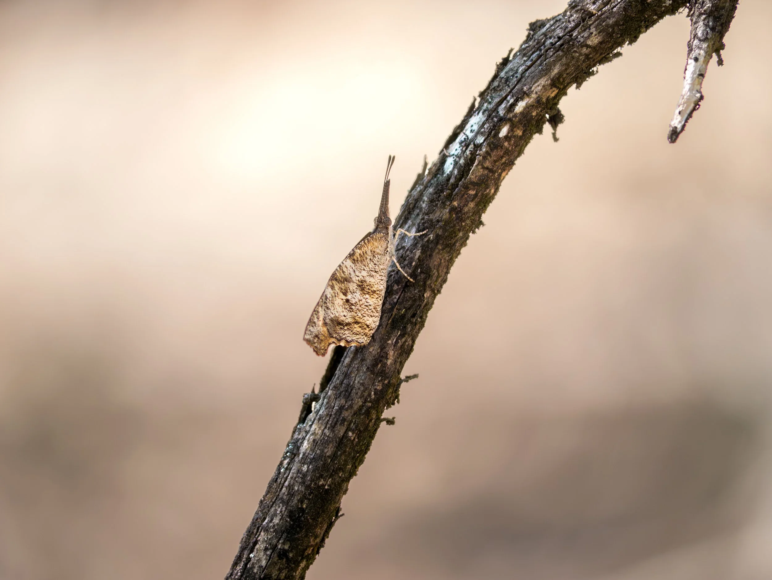 American Snout Butterfly - Baker Sanctuary, near Austin, Texas