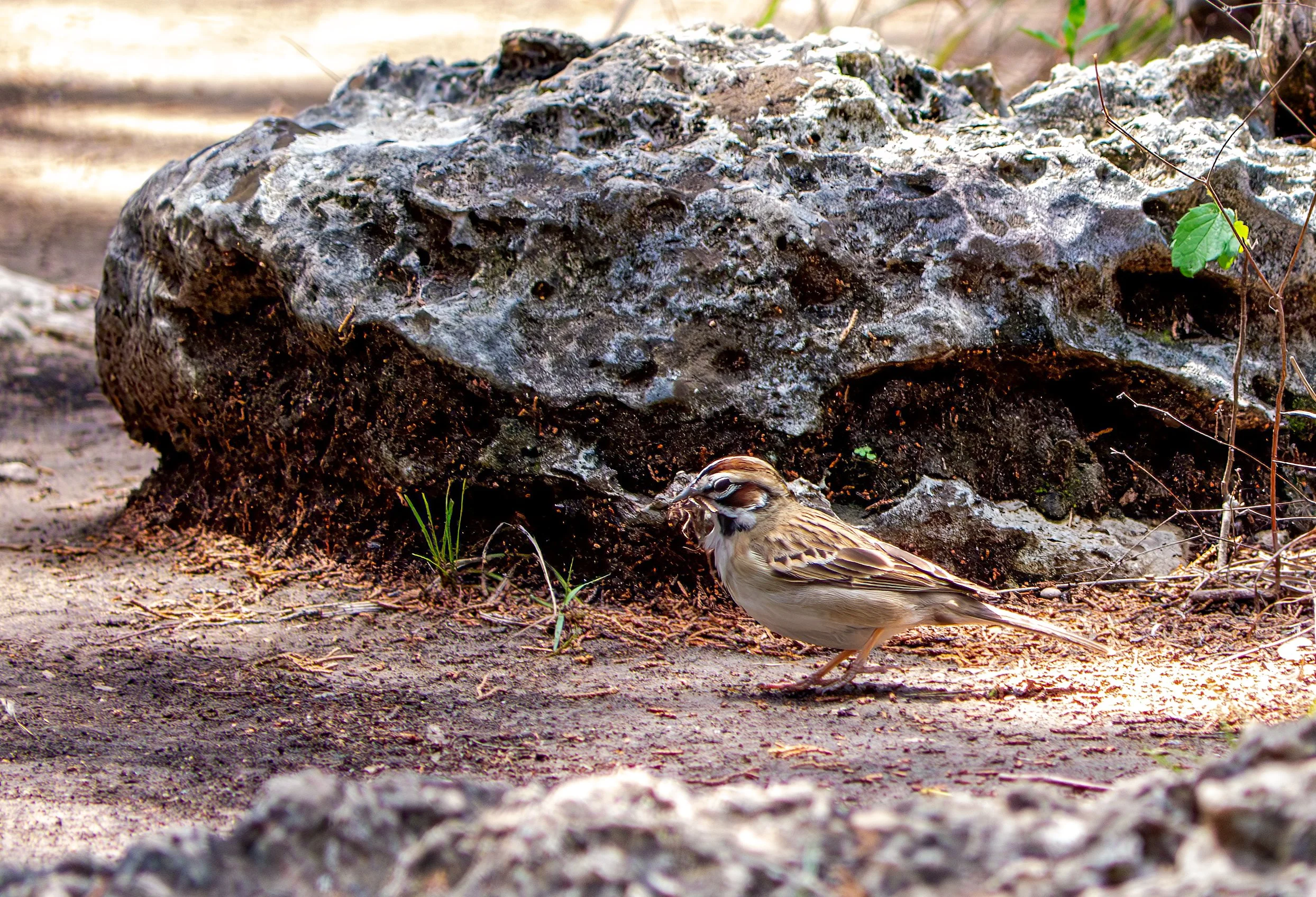Lark Sparrow - Guadalupe River State Park, near Spring Branch, Texas