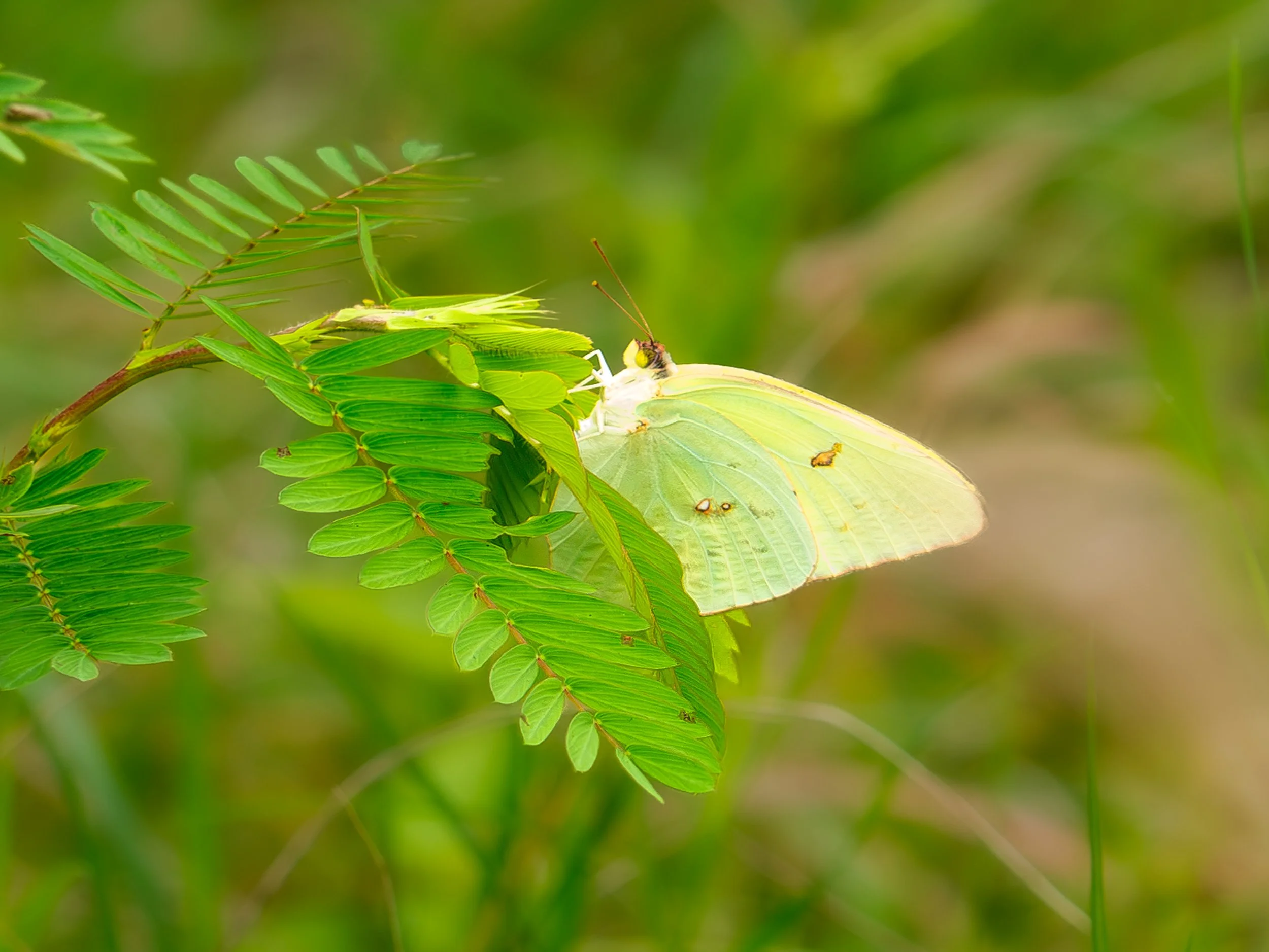 Cloudless Sulfur Butterfly - Austin, Texas