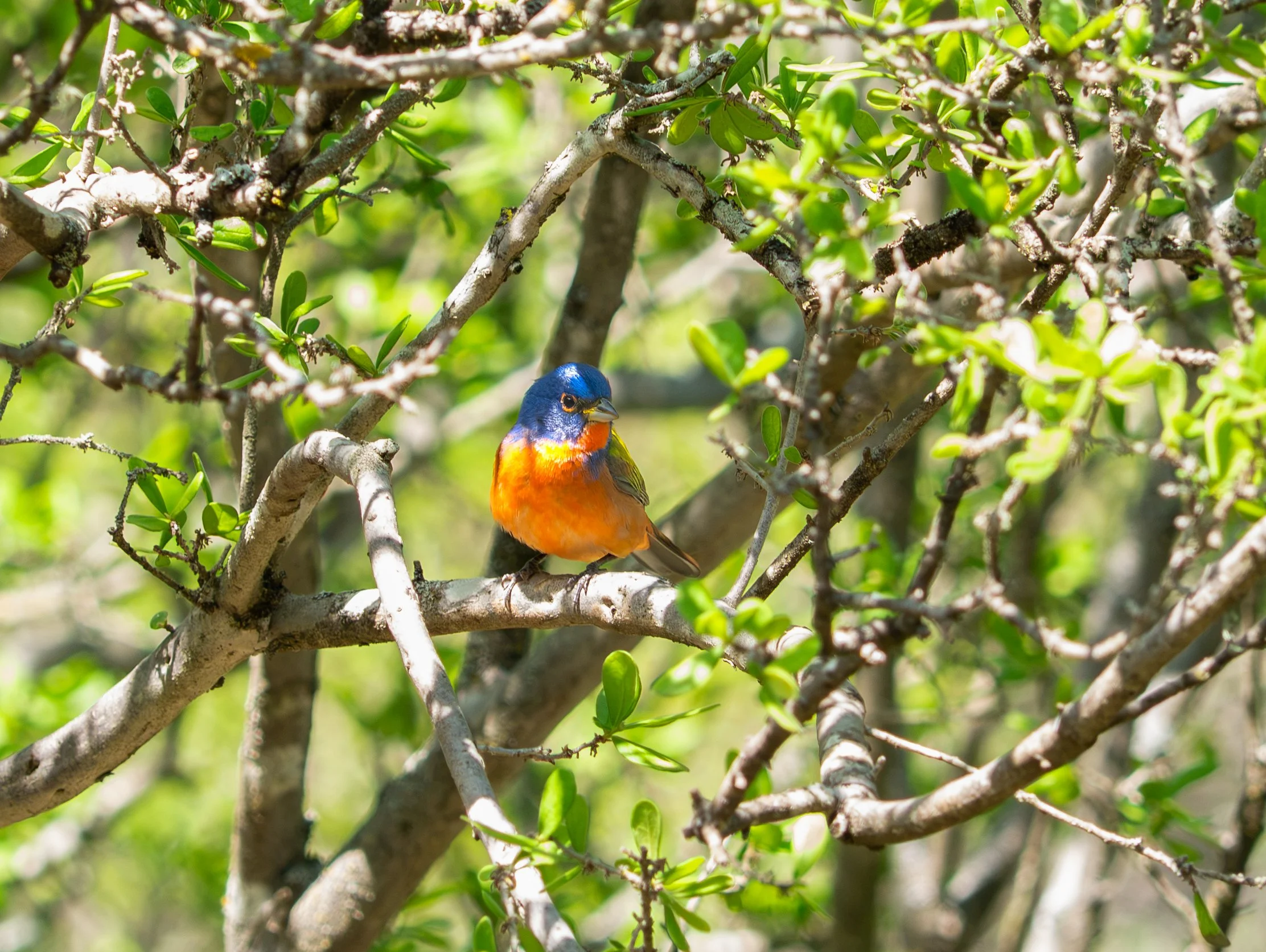Painted Bunting - Guadalupe River State Park, near Spring Branch, Texas