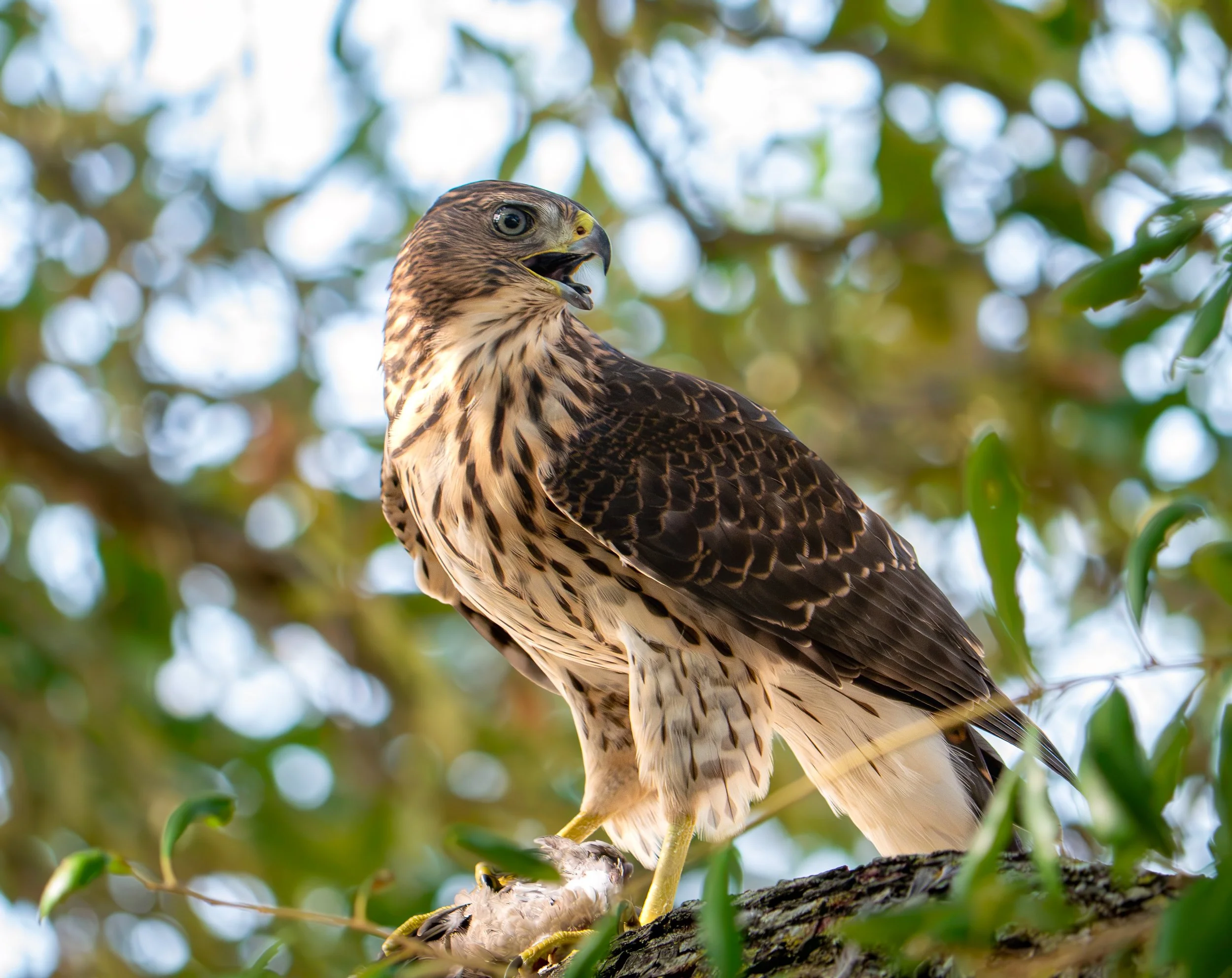 Cooper's Hawk - Pflugerville, Texas