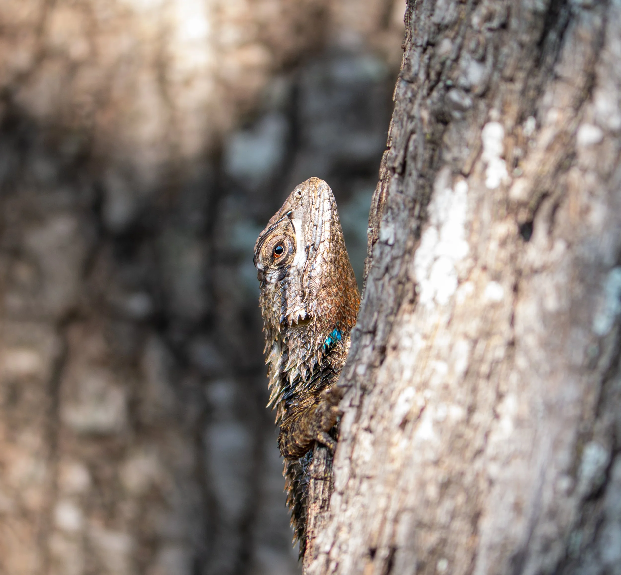 Texas Spiny Lizard - Pflugerville, Texas
