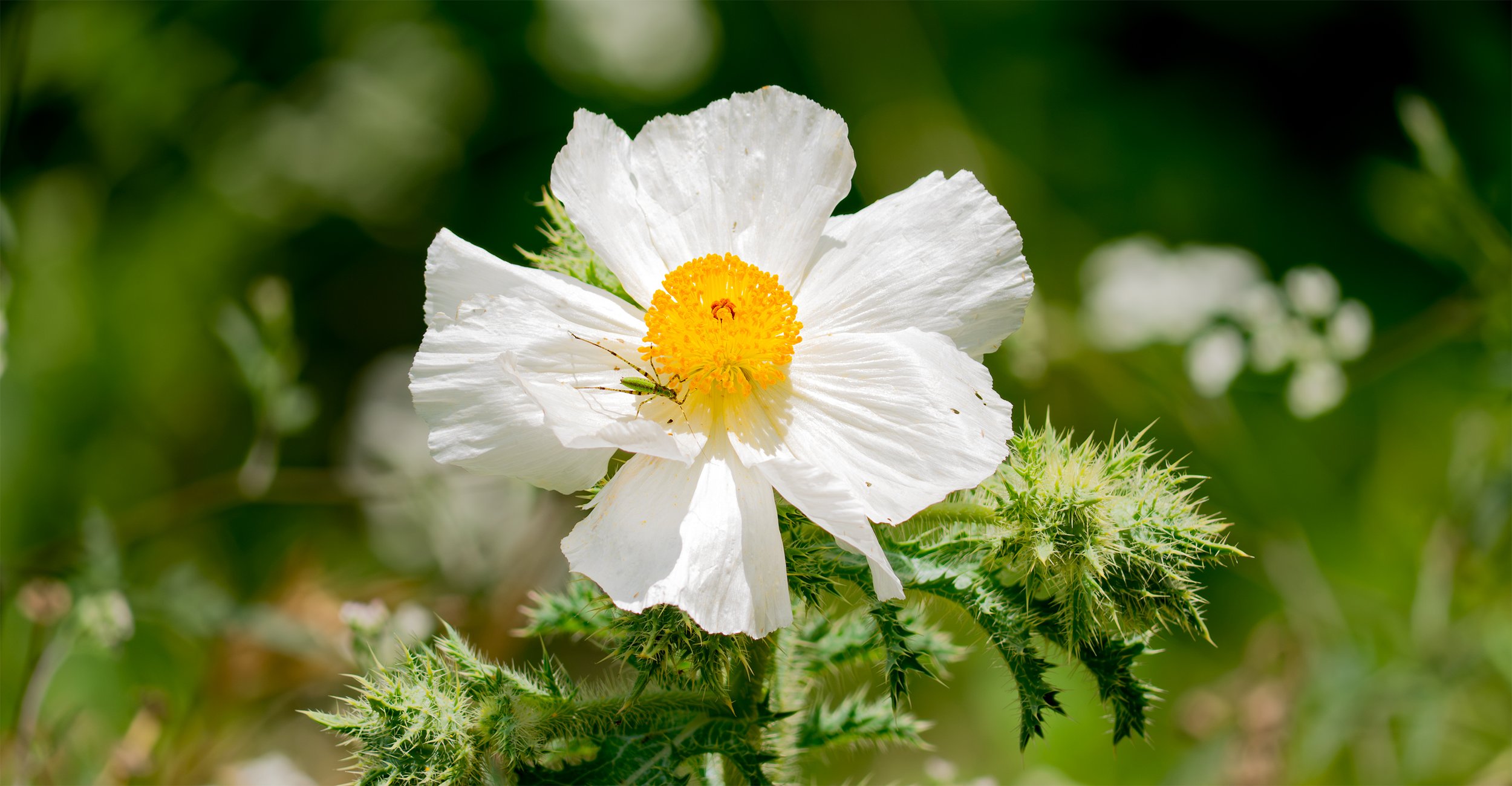 Texas Prickly Poppy - Austin, Texas