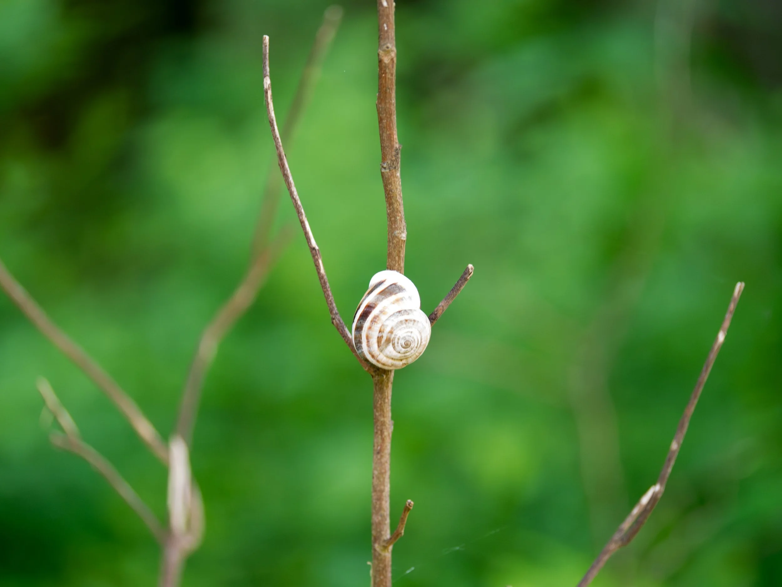 Brown-lipped Snail - Mills Pond, in Austin, Texas