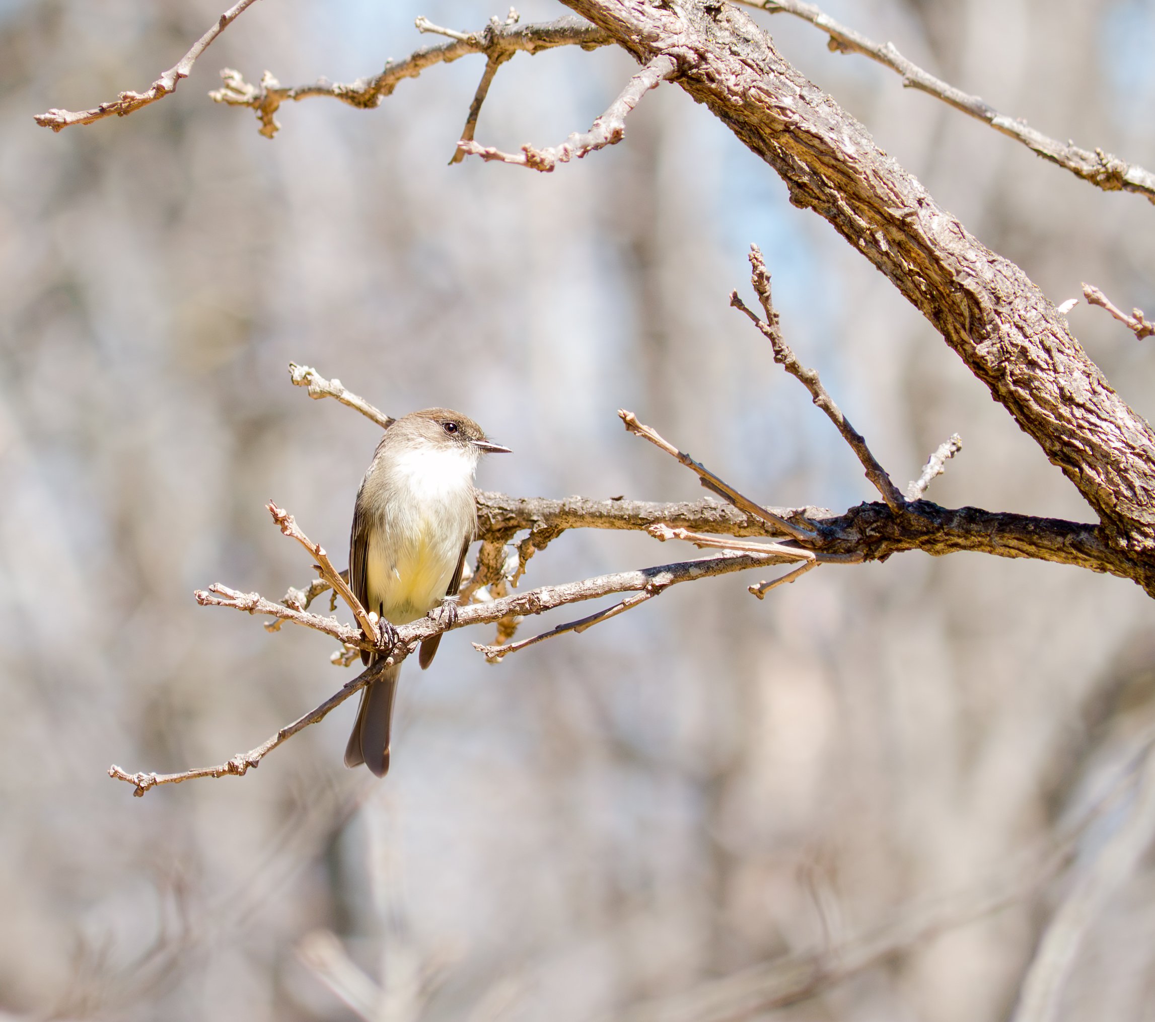 Eastern Phoebe - Austin, Texas
